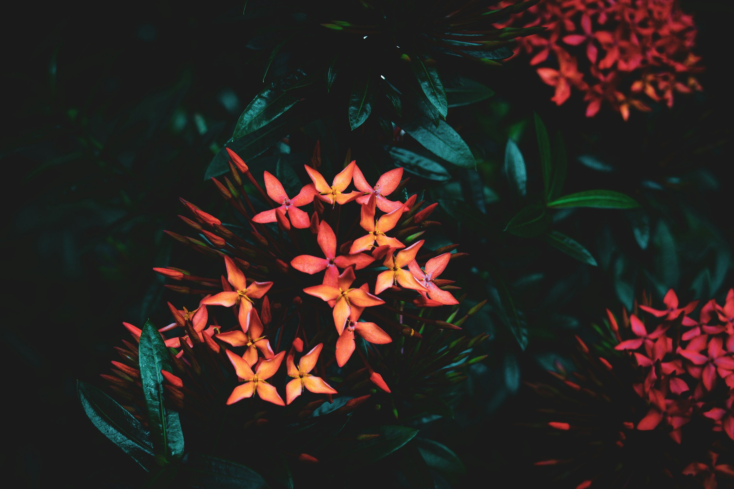 Cluster of pinkish-orange flowers with pointed petals, surrounded by dark green foliage.