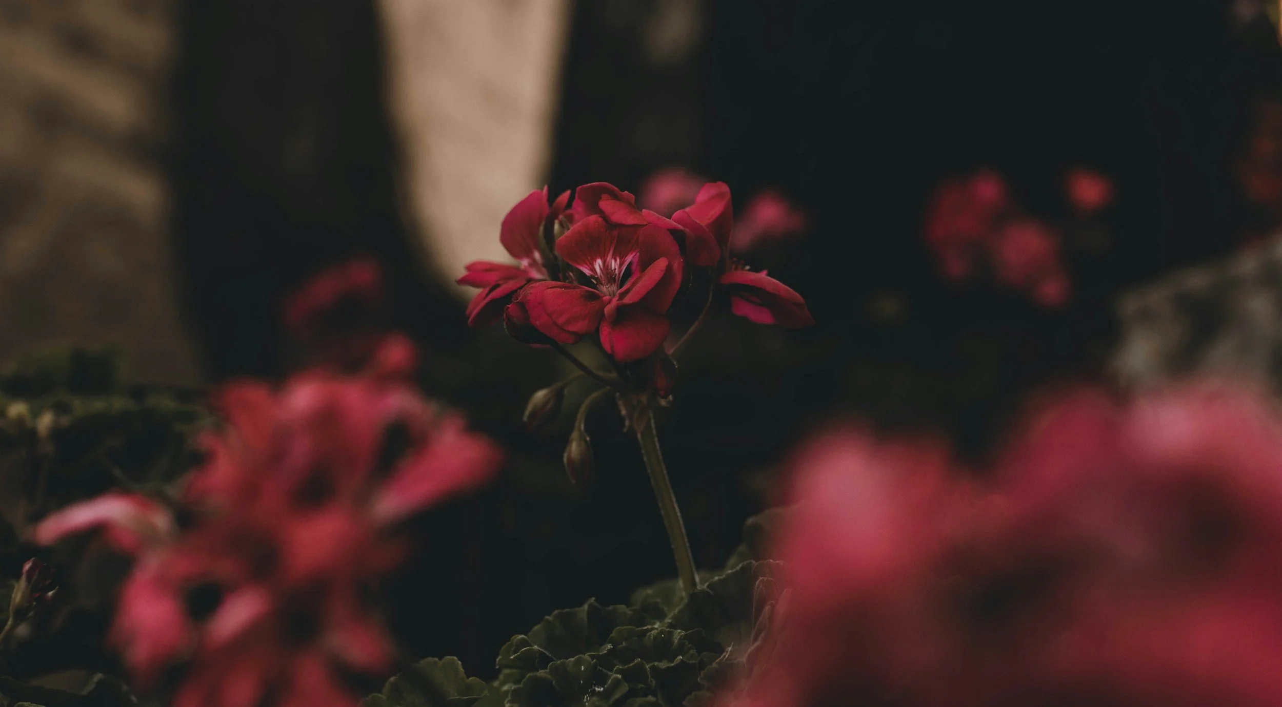 Close-up of a cluster of pink/red flowers with dark background.