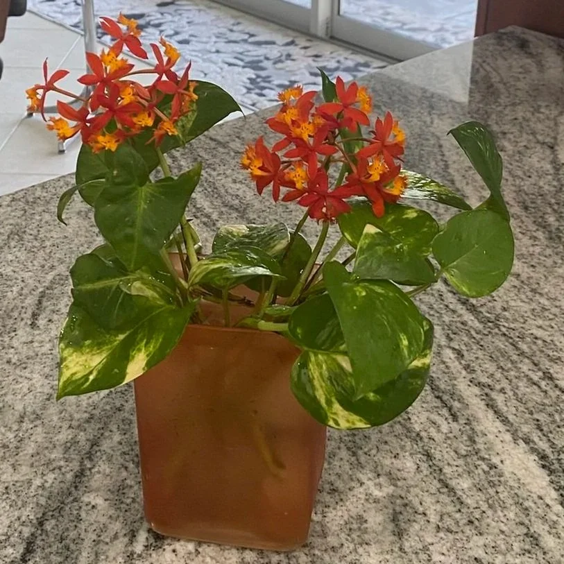 Exhibit 3: #36 Arrangement - Marcia Dieleman