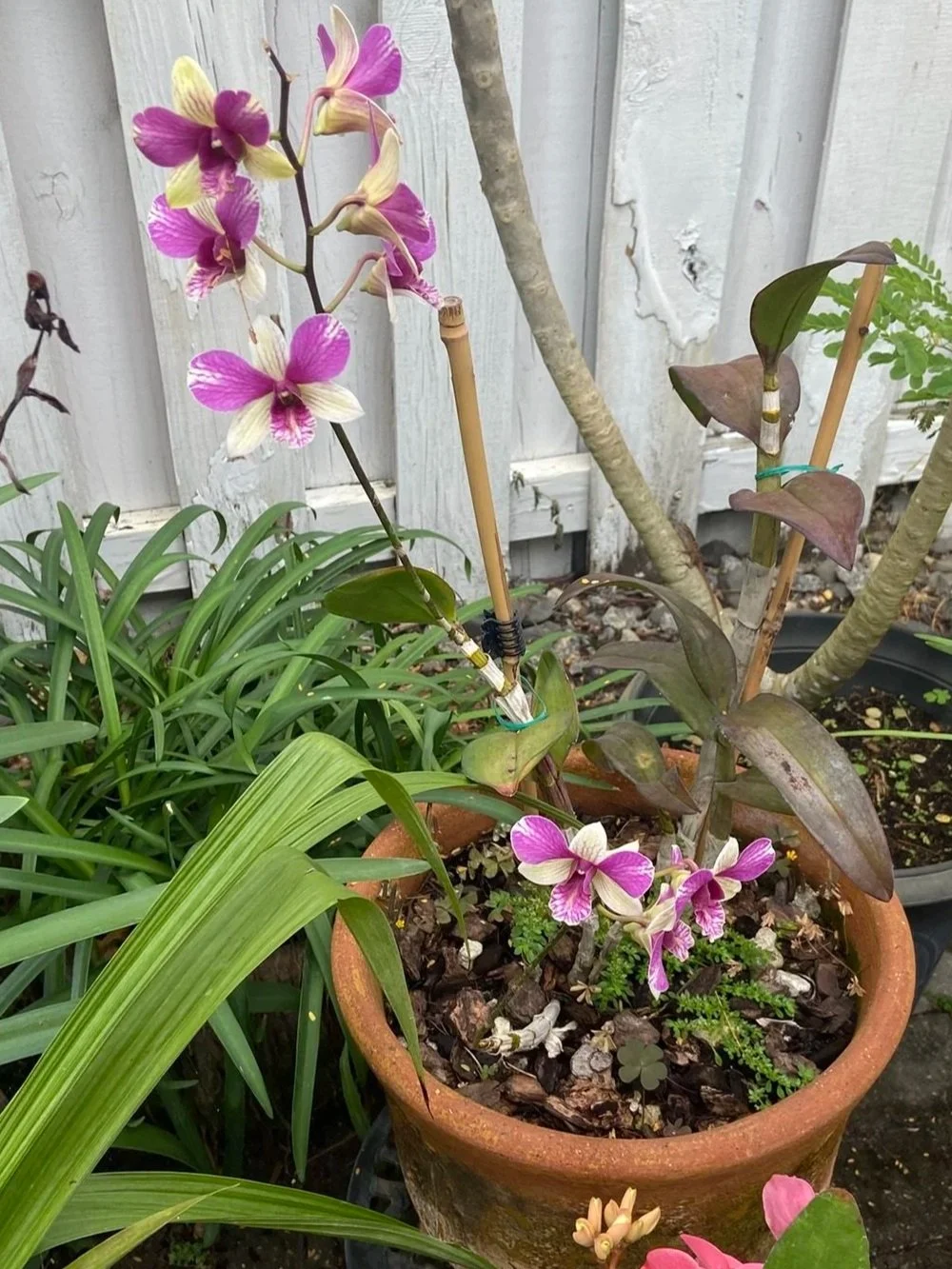 Exhibit 1: #29 Orchids