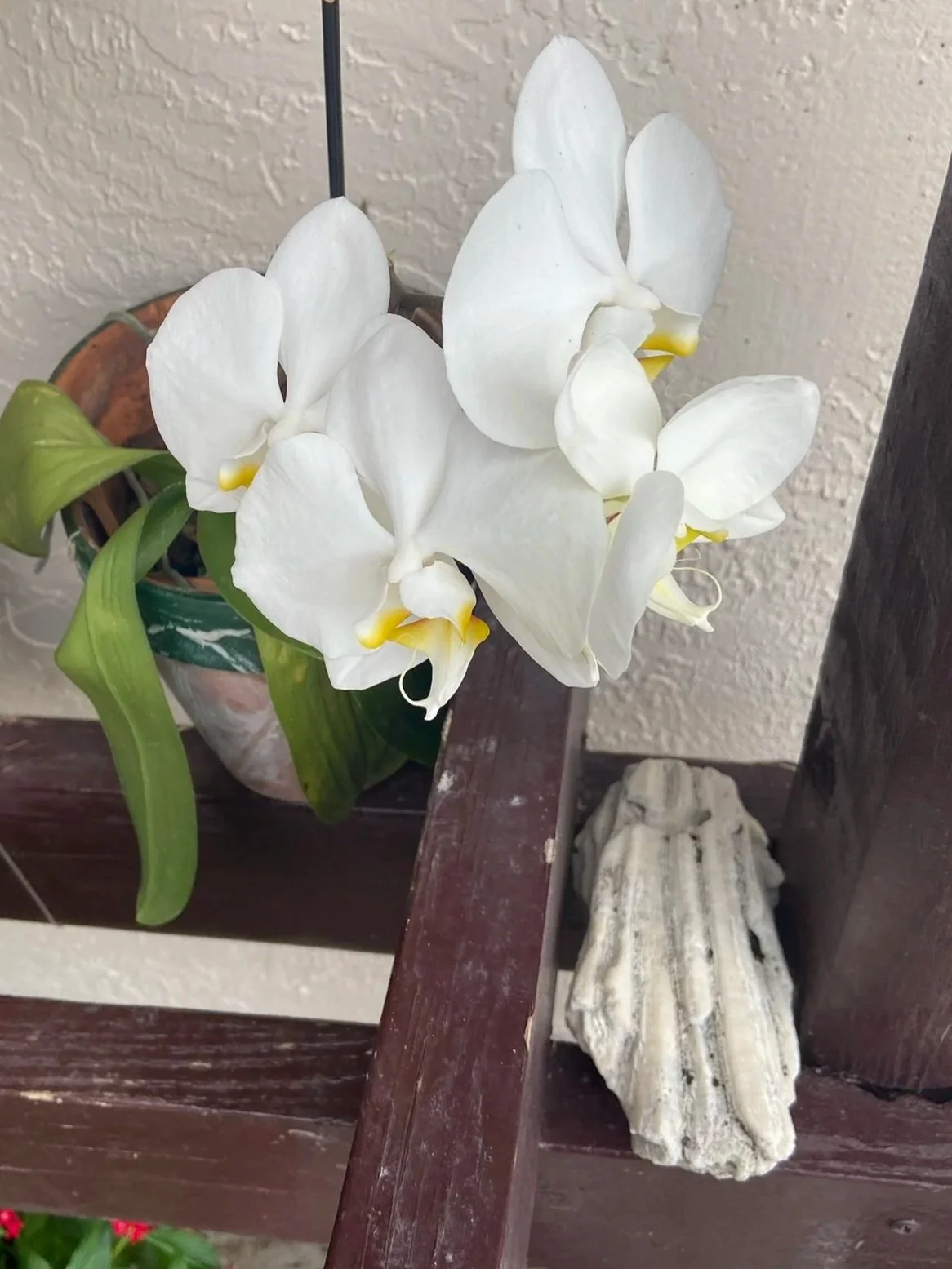 Exhibit 1: #30 Orchids