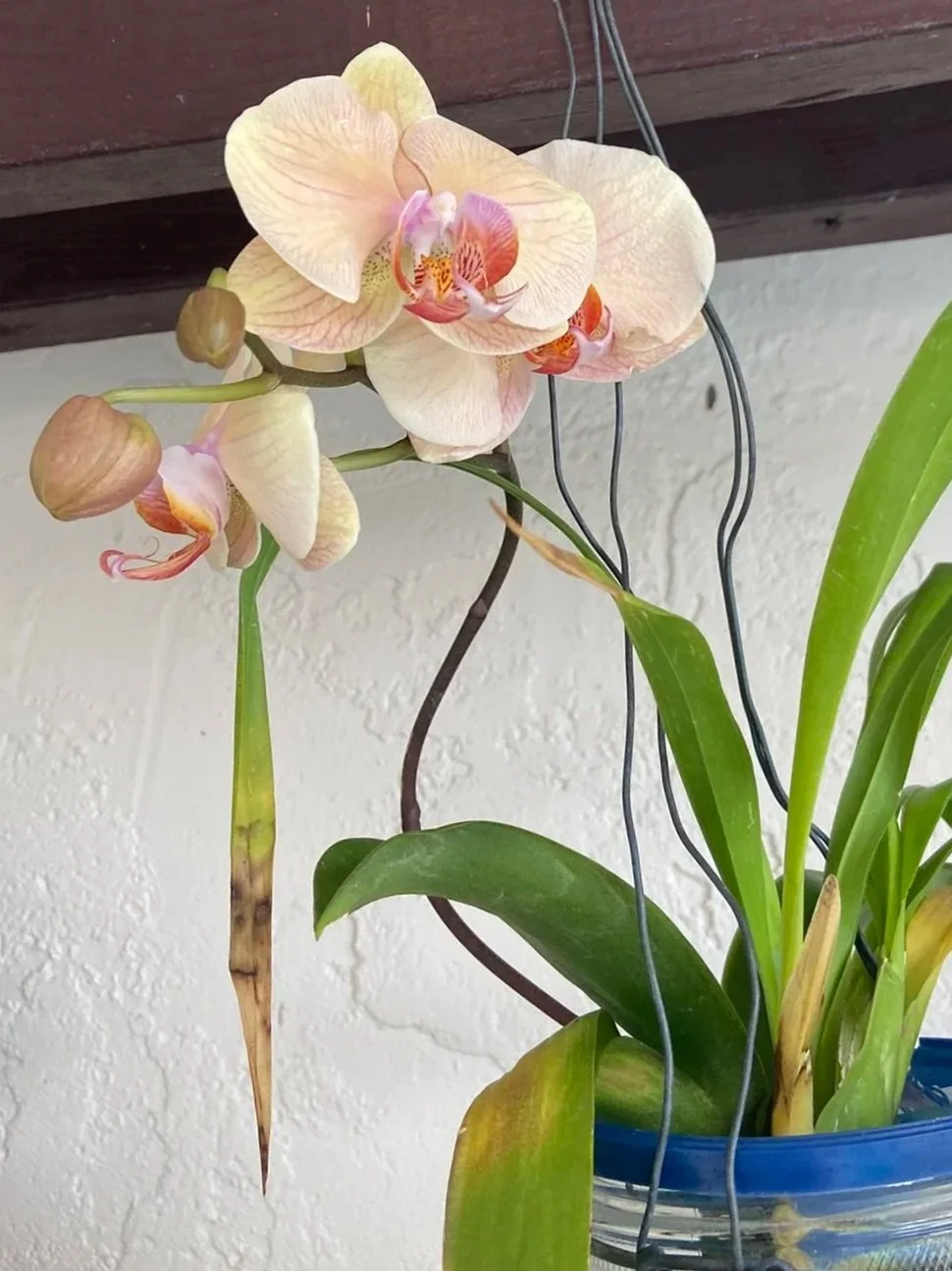 Exhibit 1: #31 Orchids