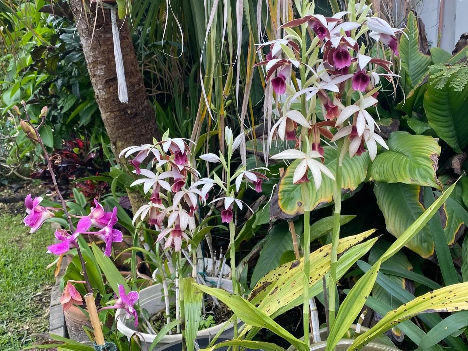 Exhibit 1: #32 Orchids