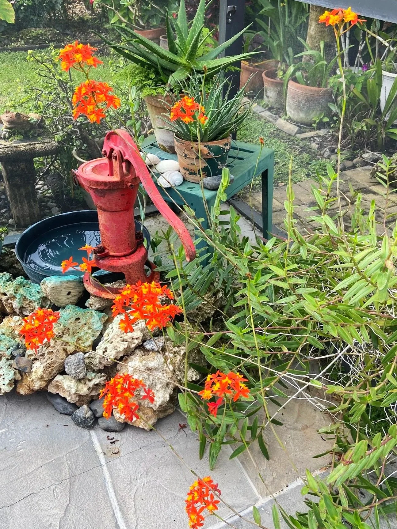 Exhibit 1: #33 Orchids