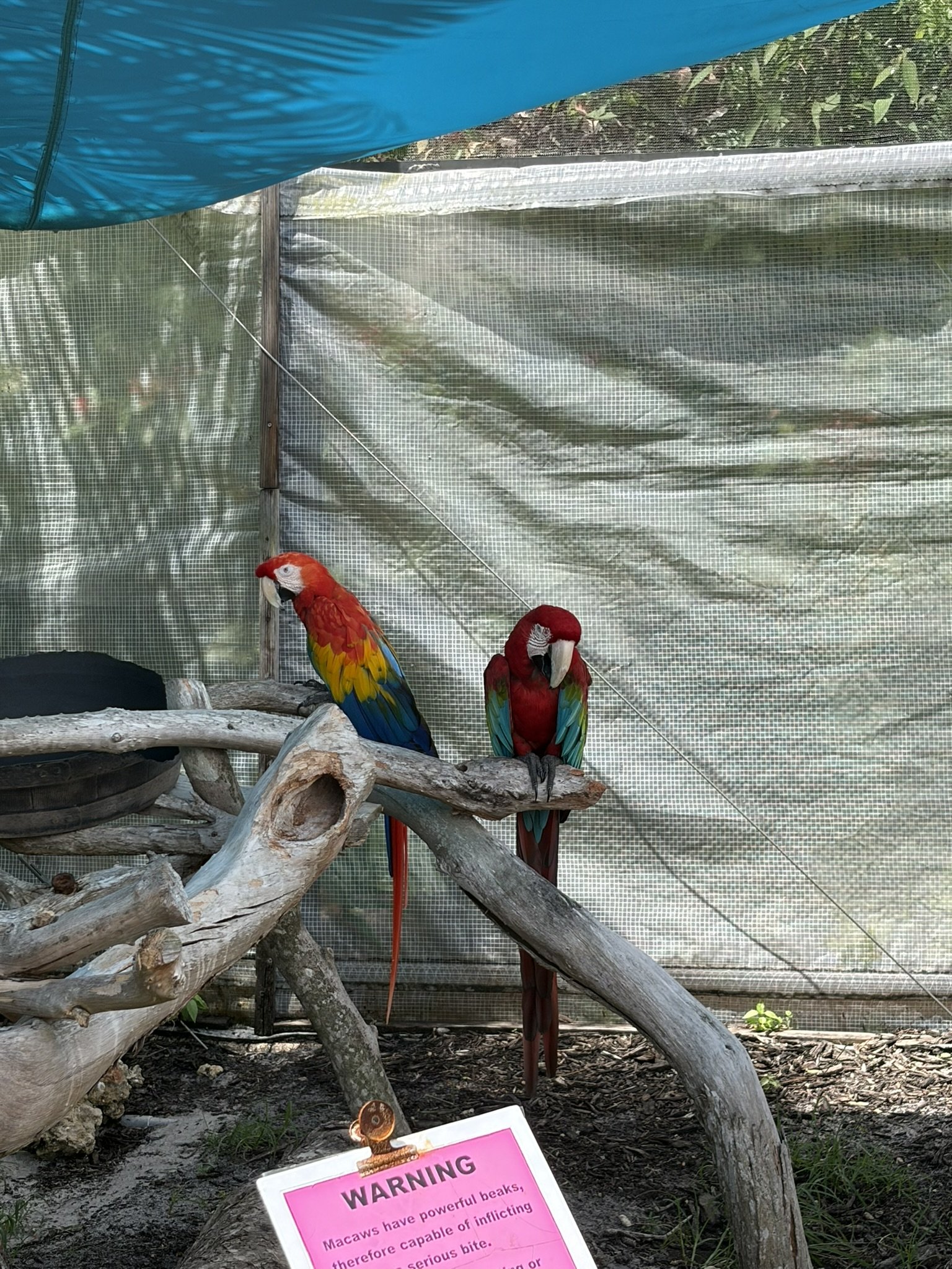Exhibit 6: #12 Butterflies & Birds 