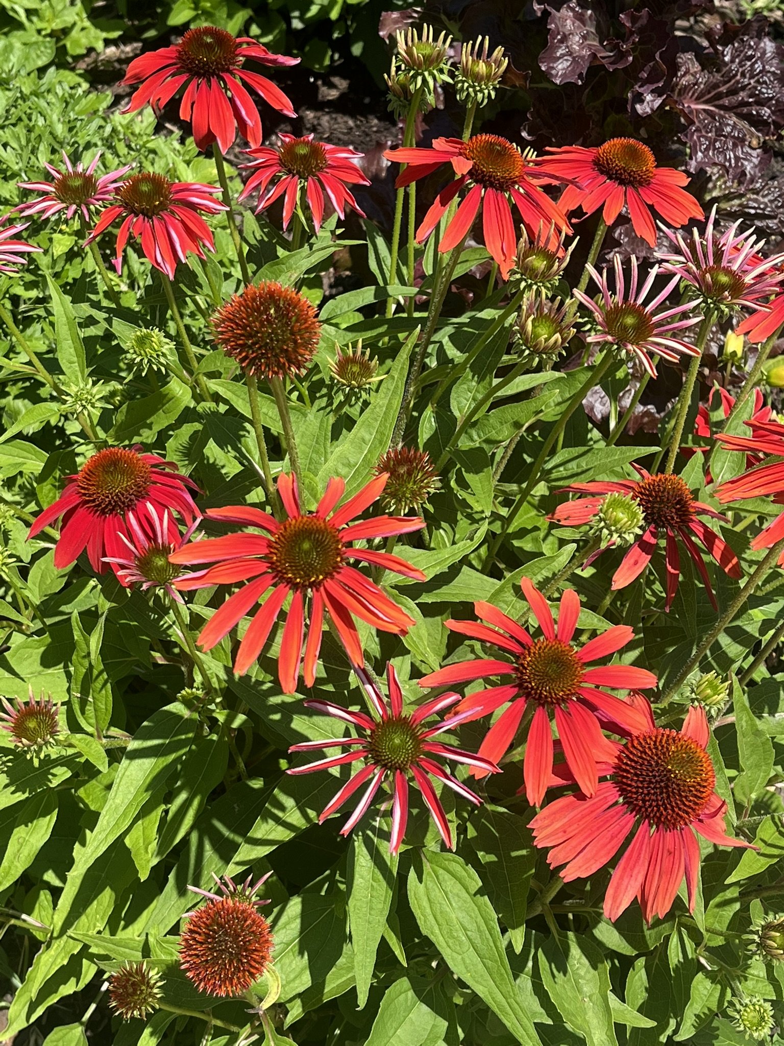 Exhibit 7: #11 Pure Michigan
Photo By Steve Dieleman