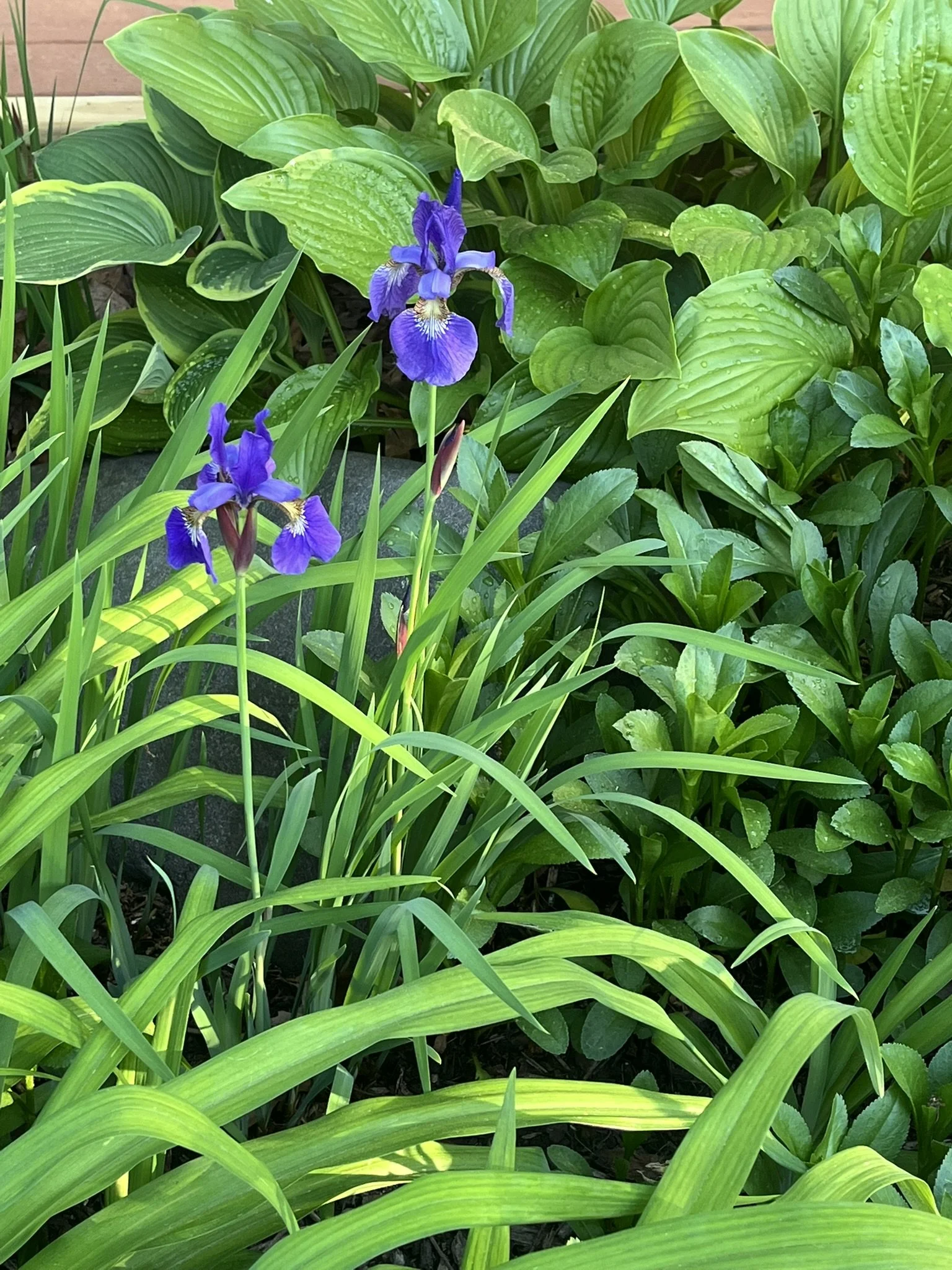 Exhibit 7: #9 Pure Michigan
Photo By Steve Dieleman