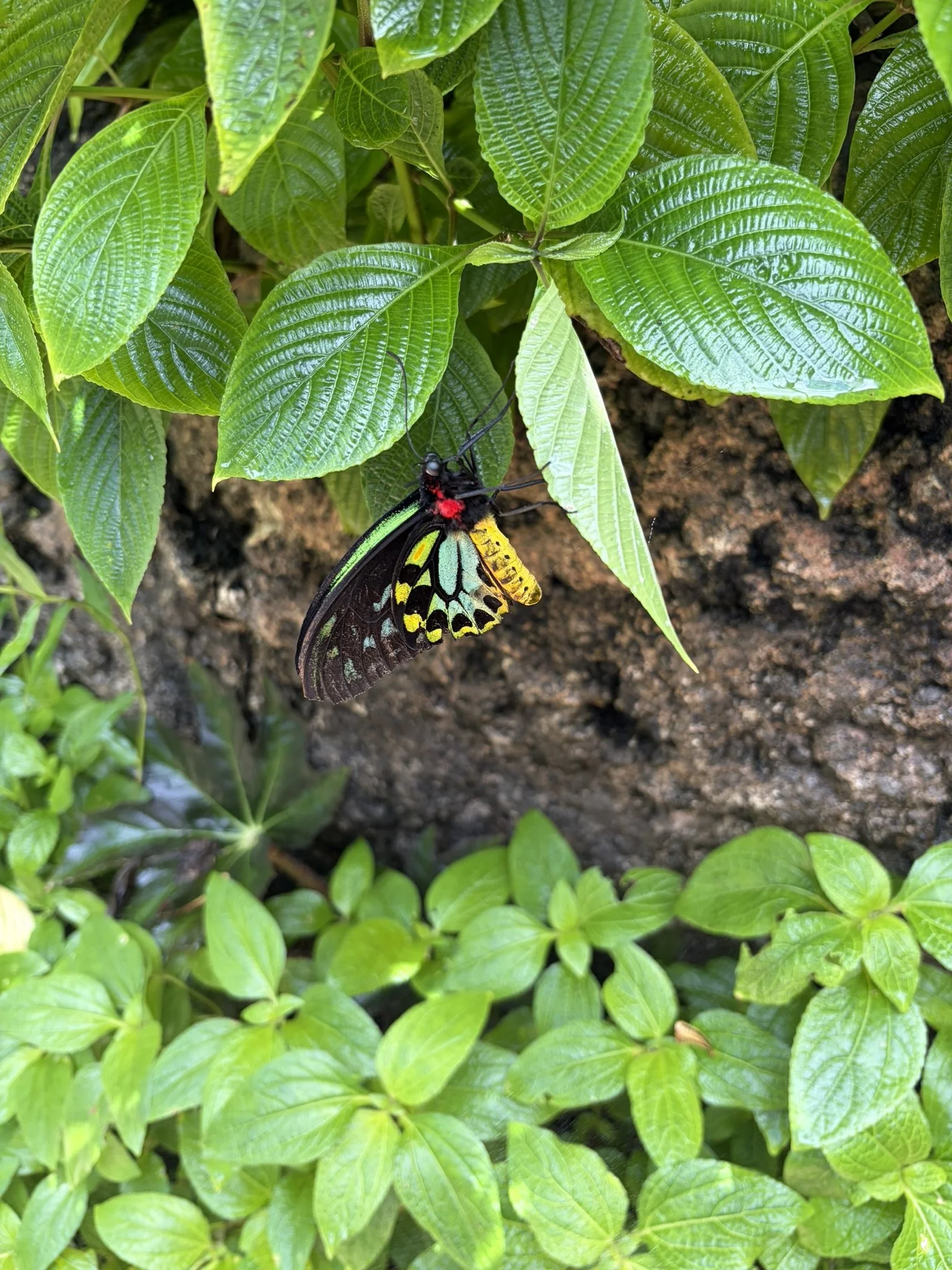 Exhibit 6: #6 Butterflies & Birds 