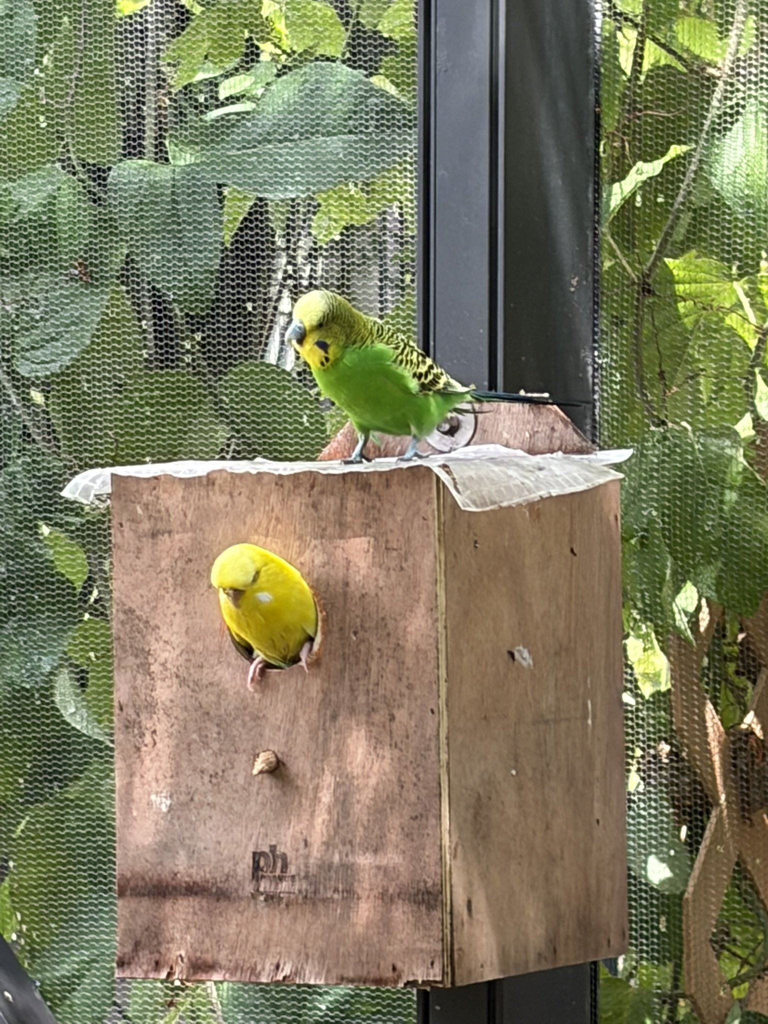 Exhibit 6: #11 Butterflies & Birds 