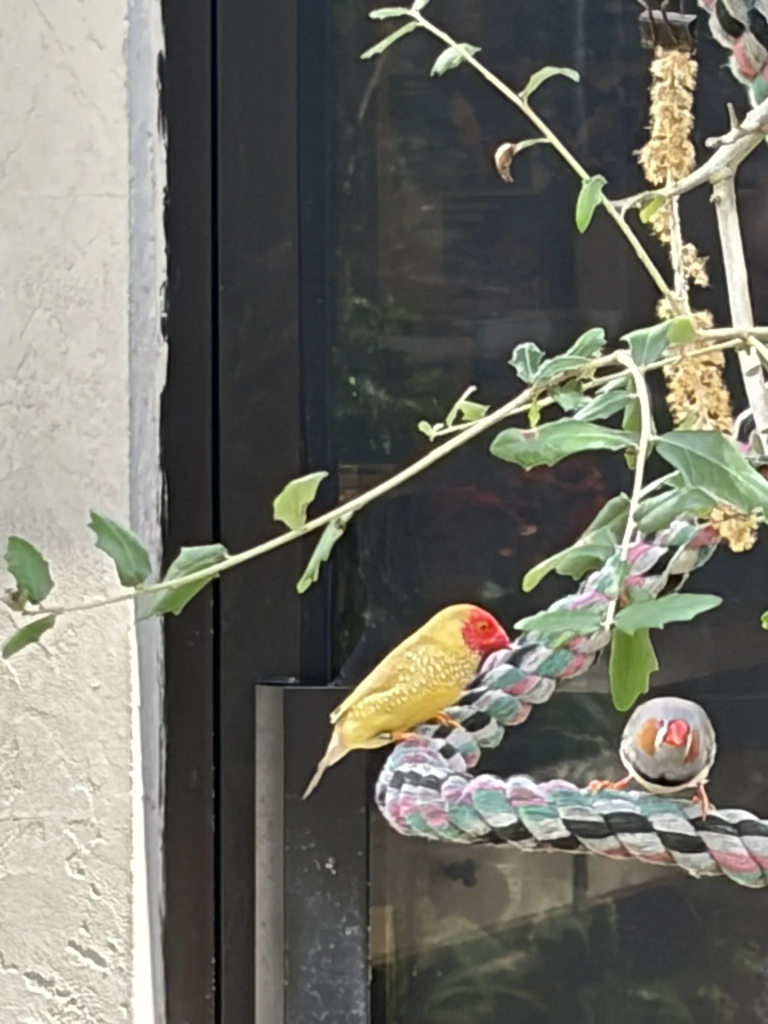 Exhibit 6: #13 Butterflies & Birds 