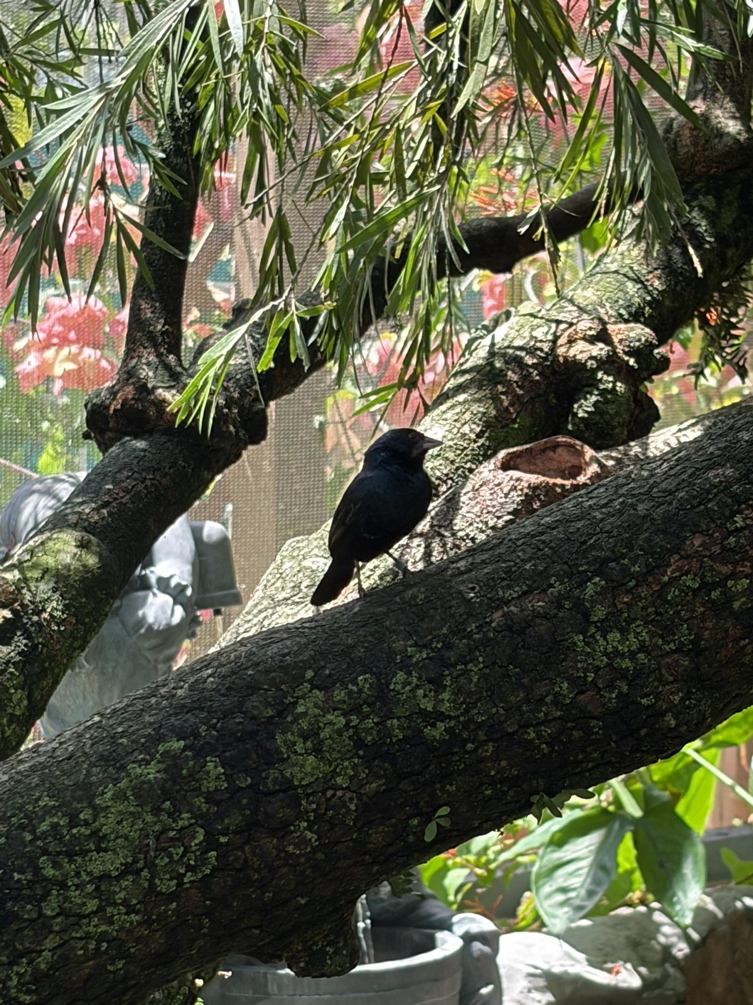 Exhibit 6: #7 Butterflies & Birds 