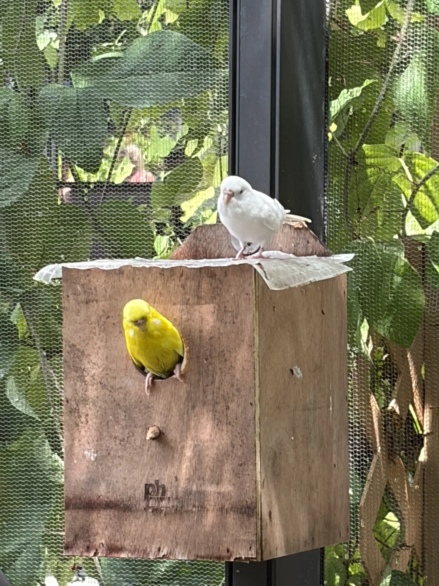 Exhibit 6: #10 Butterflies & Birds 