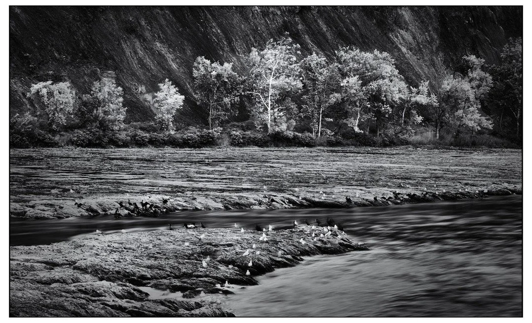 I like how the treeline pushes against the rock wall and the interplay of water and birds in the foreground.