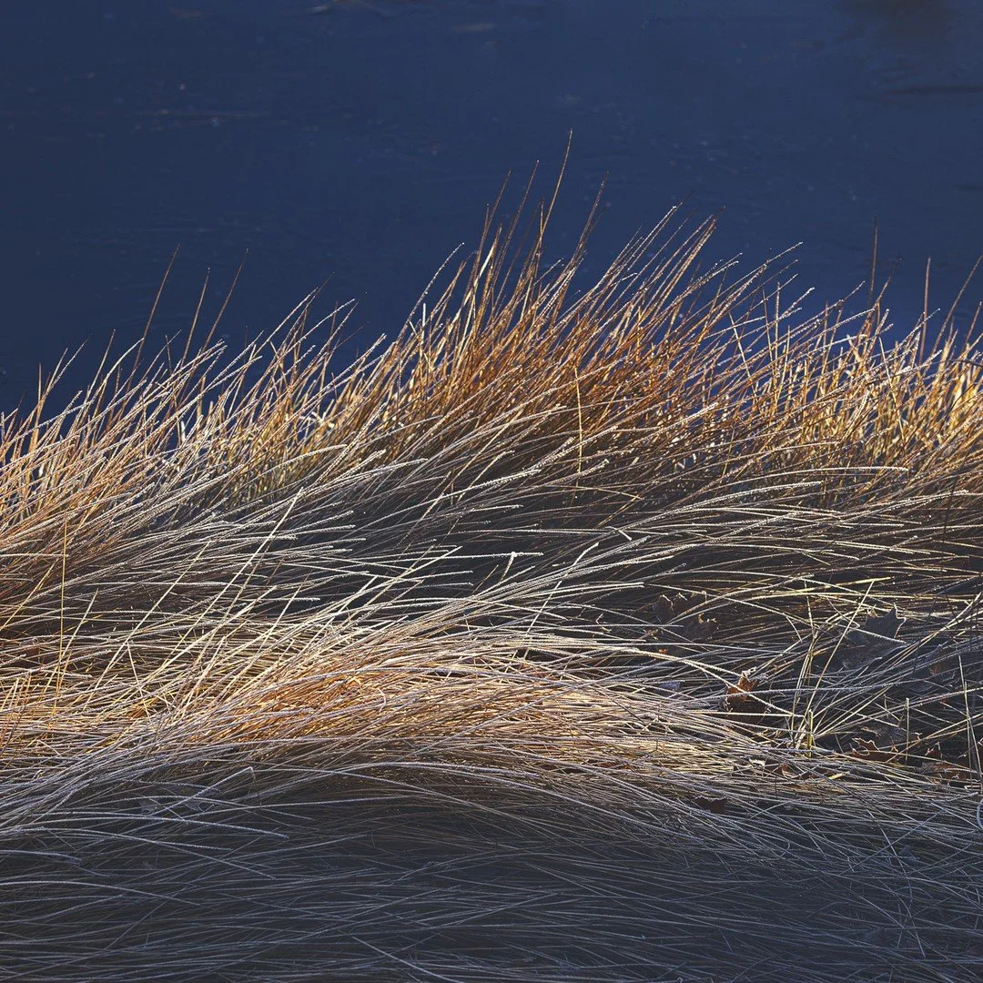 Last night's frozen breath⁠
lingers. Orange dawn breathes hope.⁠
Frost becomes solace⁠