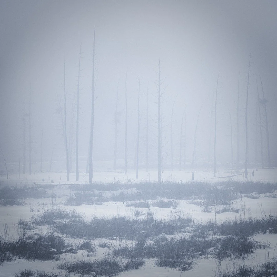 My daily photo:⁠
Entering the fog⁠
Quiet sentinels stand tall⁠
Witnesses to now.⁠
⁠