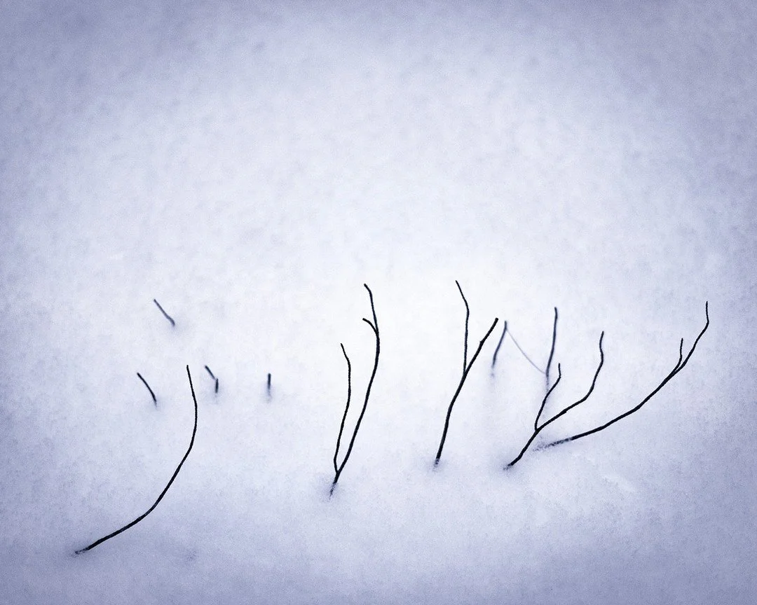 Cold digits emerge.⁠
Reaching. The warmth isn't there.⁠
Hibernate and Hope⁠