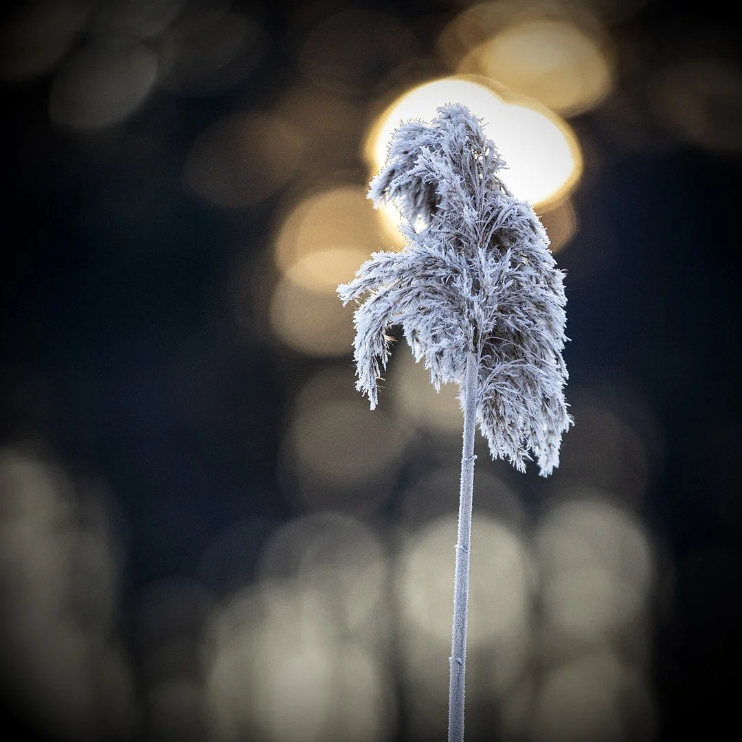 Frozen paintbrush stands.⁠
Waiting to be set alight⁠
by what moves all things.⁠
--My Daily Photo--