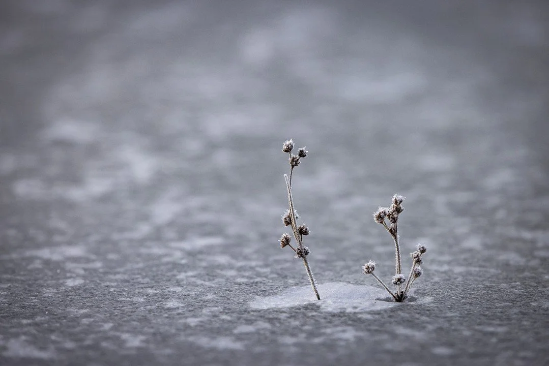 Ice holds the long sleep. ⁠
Thin tendrils grasp fleeting light. ⁠
Hope doesn't need much.⁠
--My Daily Photo--