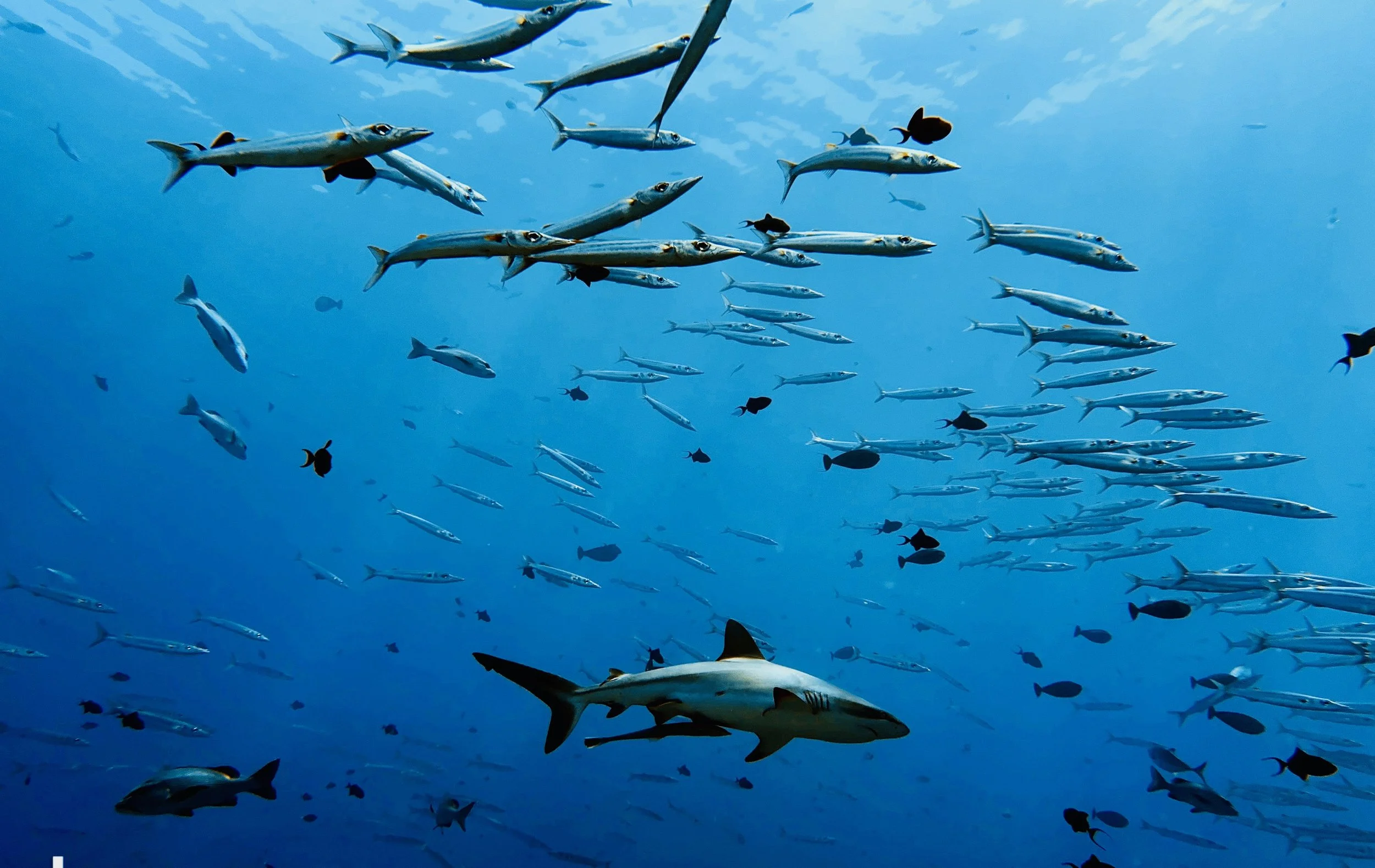 Fish School Photo .jpeg