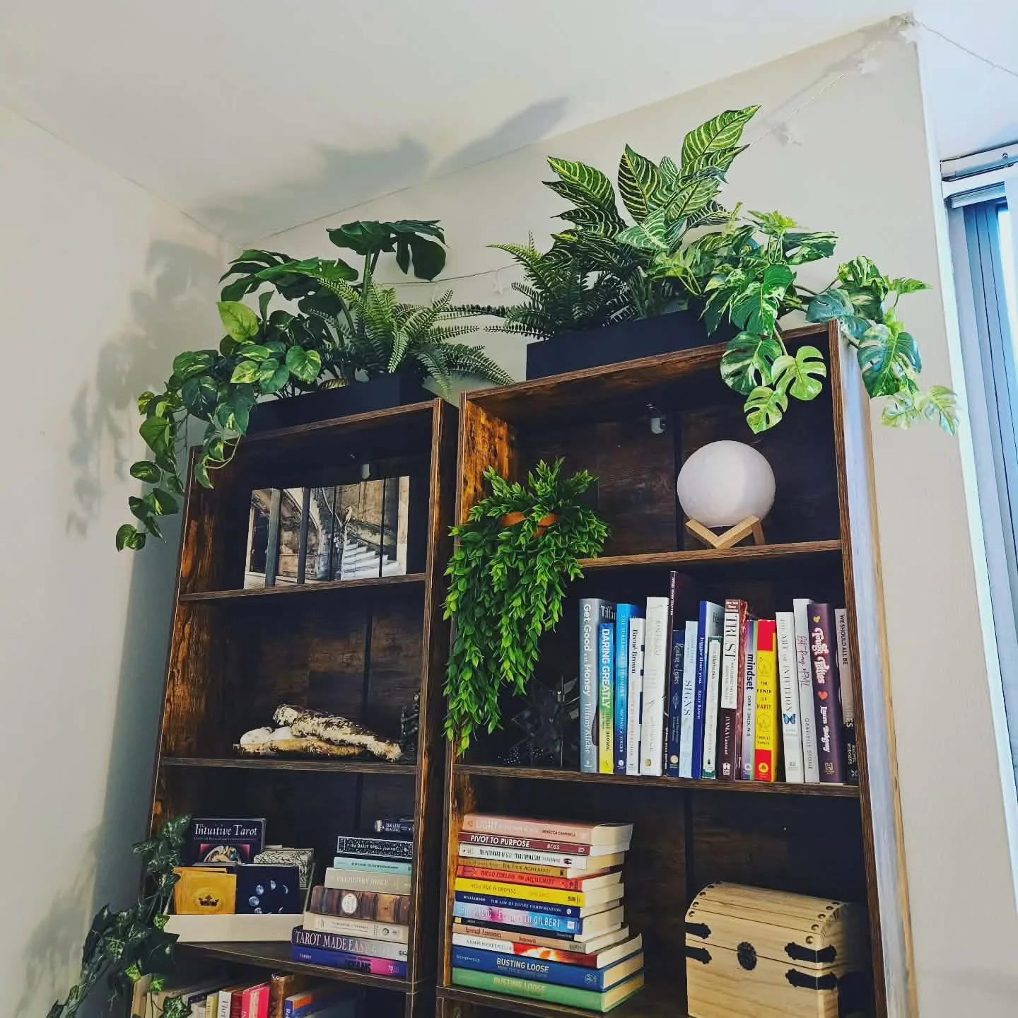 Image of bookshelves organized with plants on top