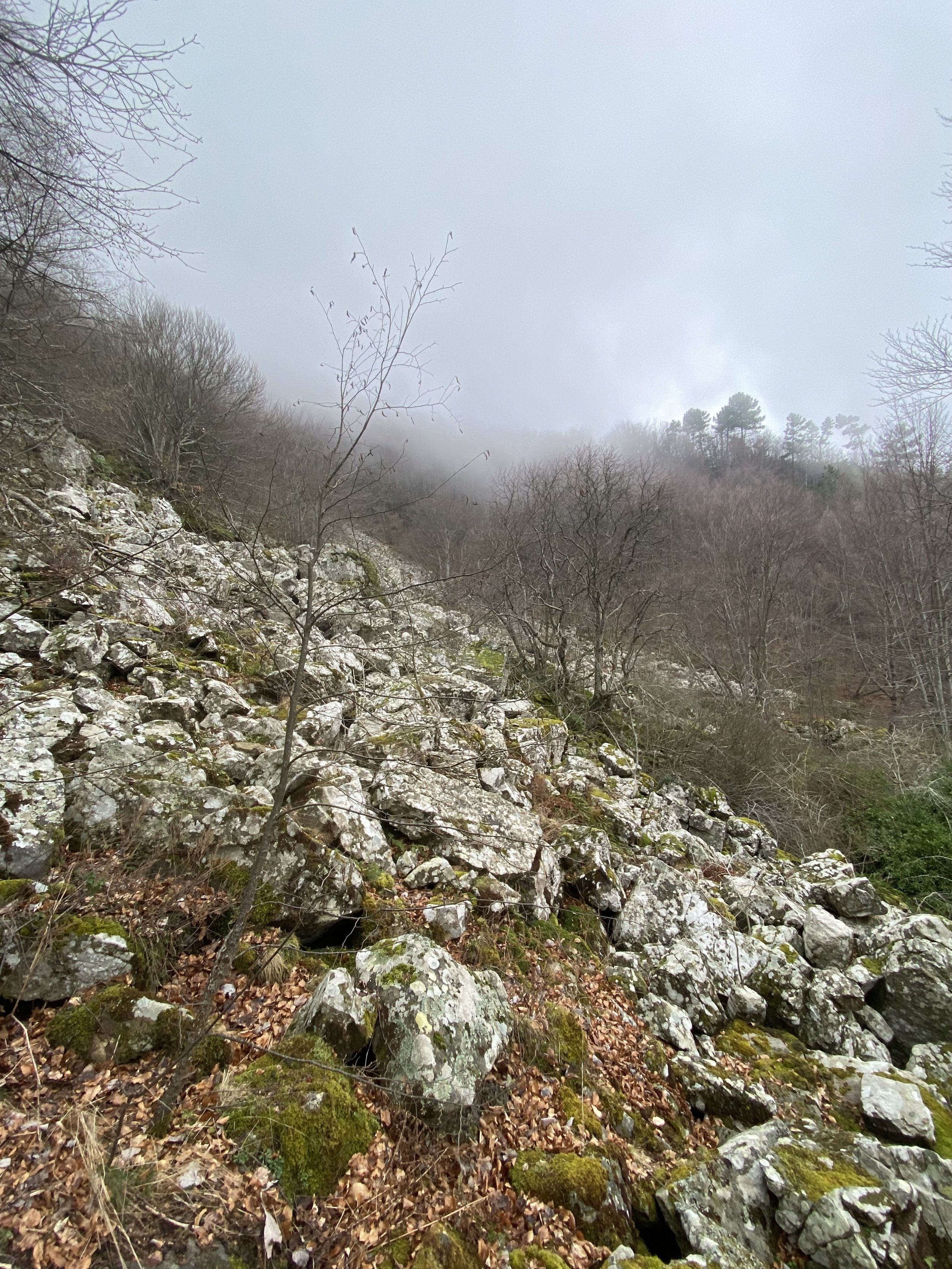 IMG_3721.jpeg