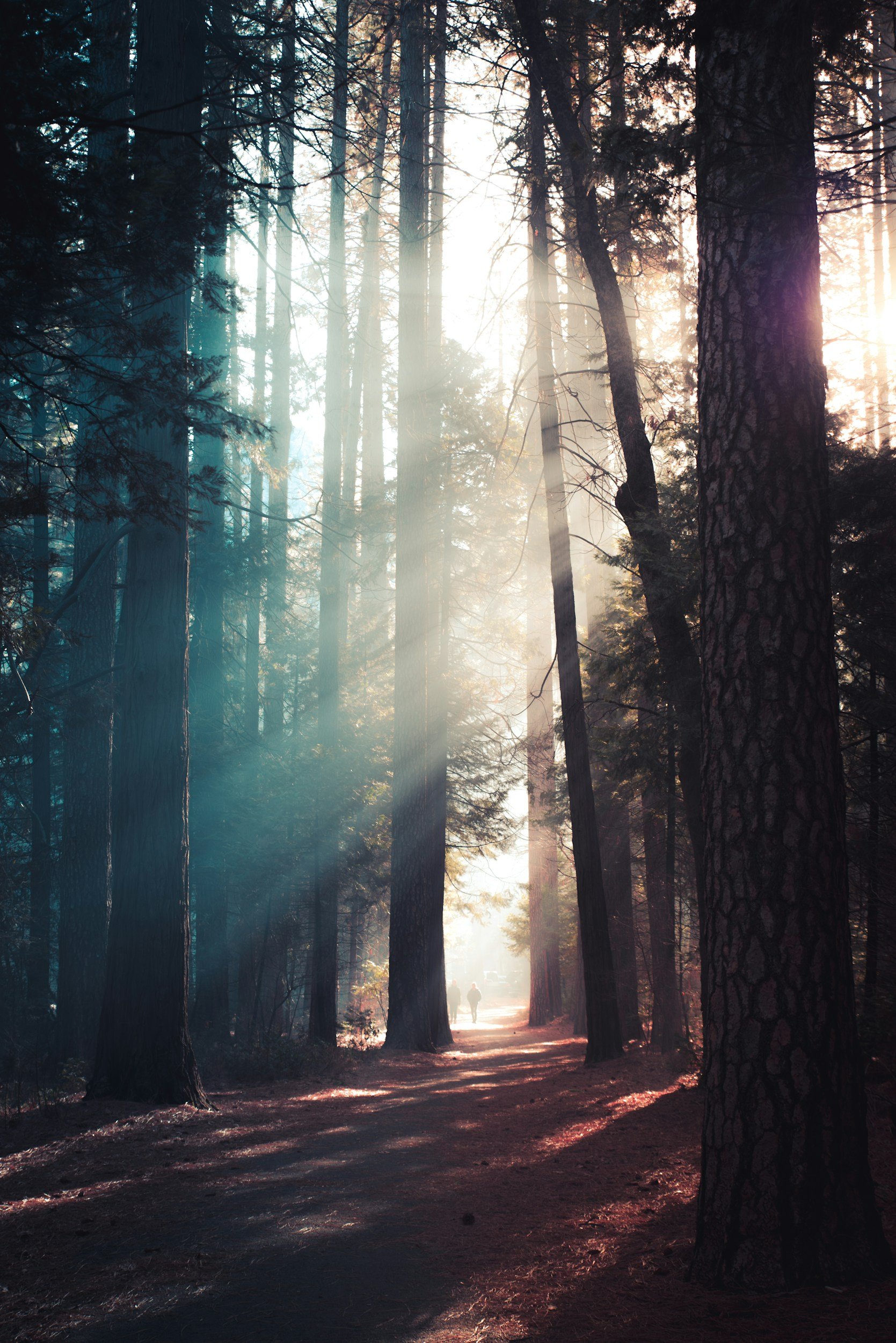 Redwood forest in Santa Cruz County, near Reagan Glover's therapy office in Scotts Valley, California