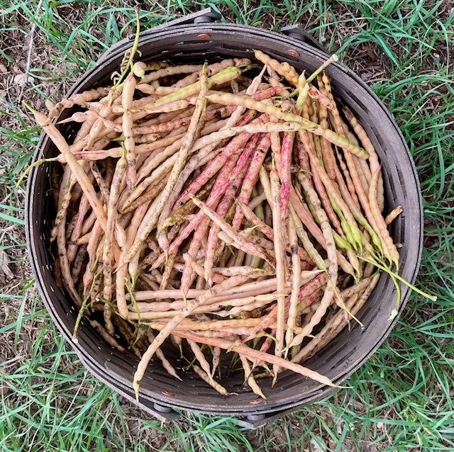 Free Class: Summer Plant Foraging for Health & Healing