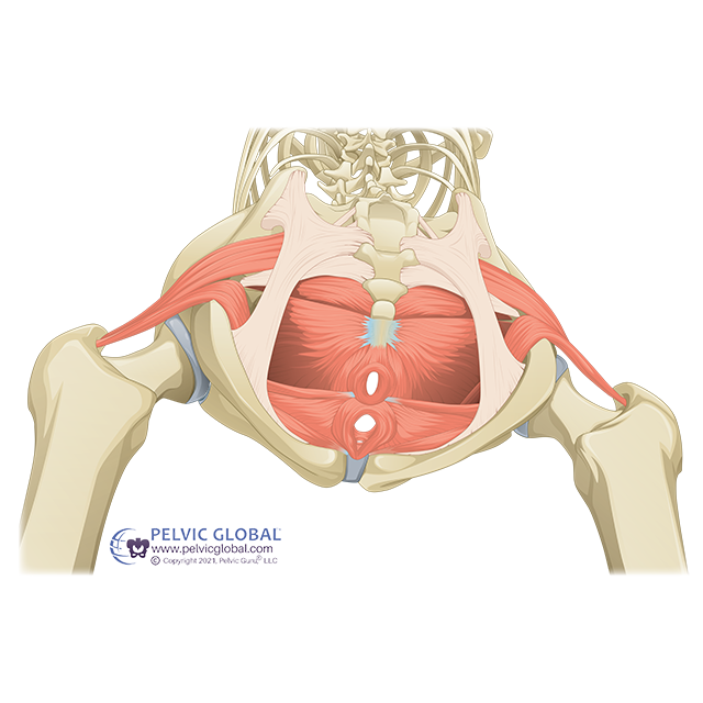 illustrated graphic of the pelvic floor muscles pictured from below