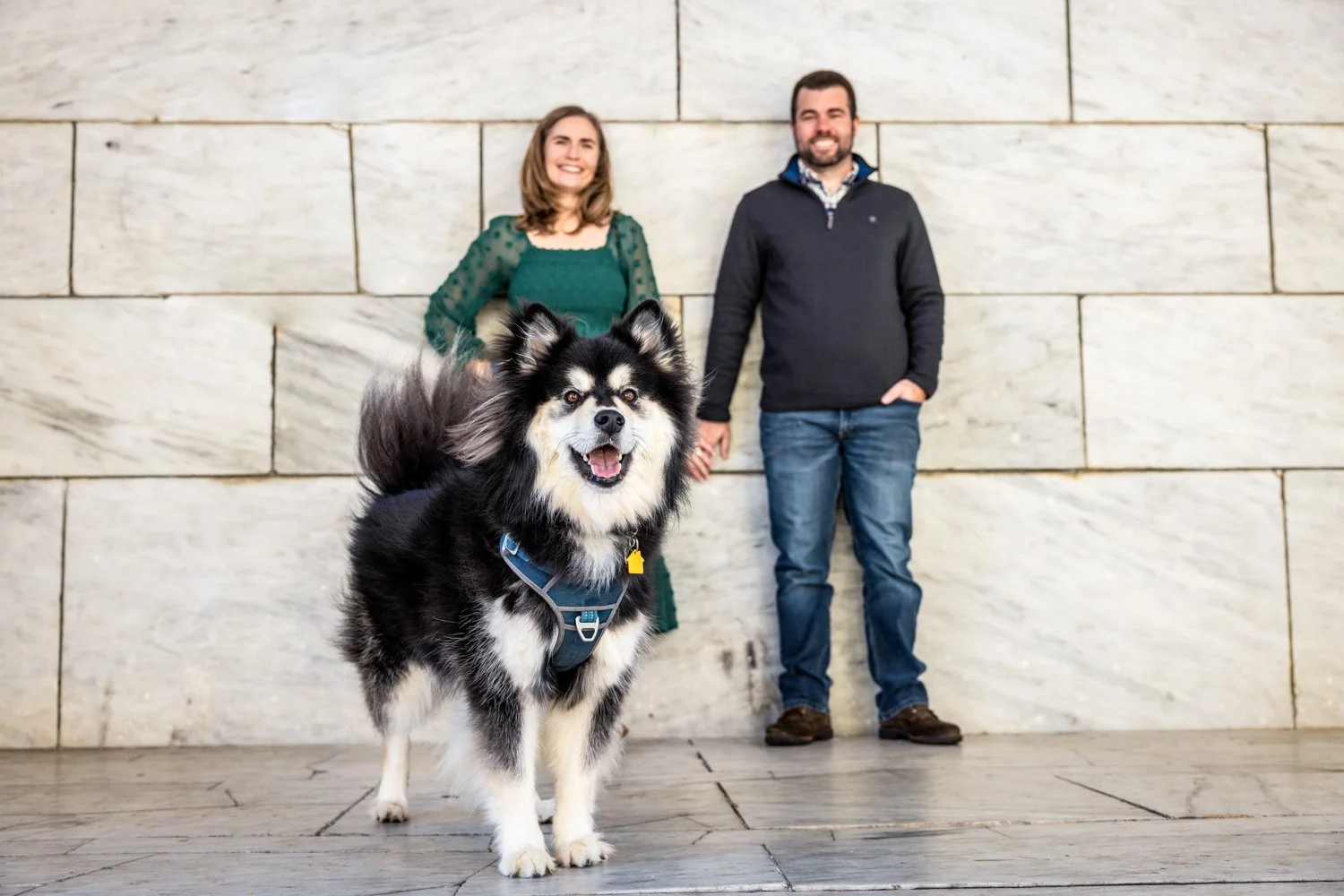 This dog loves the camera almost as much as it loves him!  The people are cute too. 

 #engagementsession with @mo.cookies7 @rogerwilliamspark 

#romance #wedding #riweddingphotographer #maweddingphotographer #newportweddingphotographer #canon #thekn