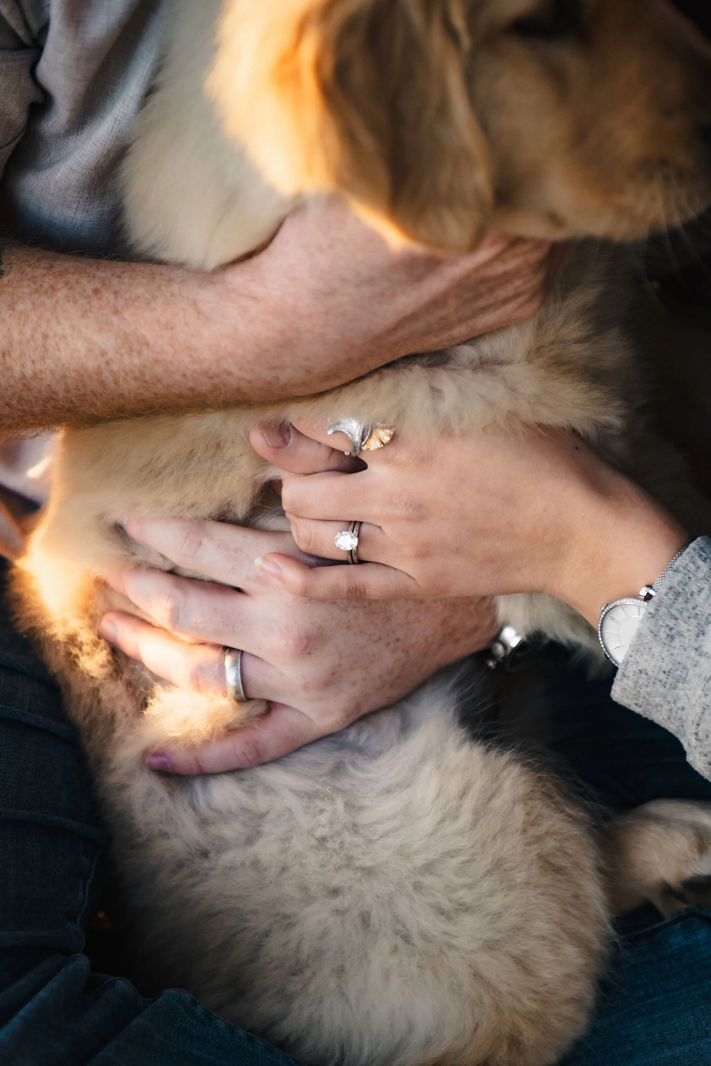 Close-up of hands and arms holding a fluffy puppy, showing wedding rings and a watch.