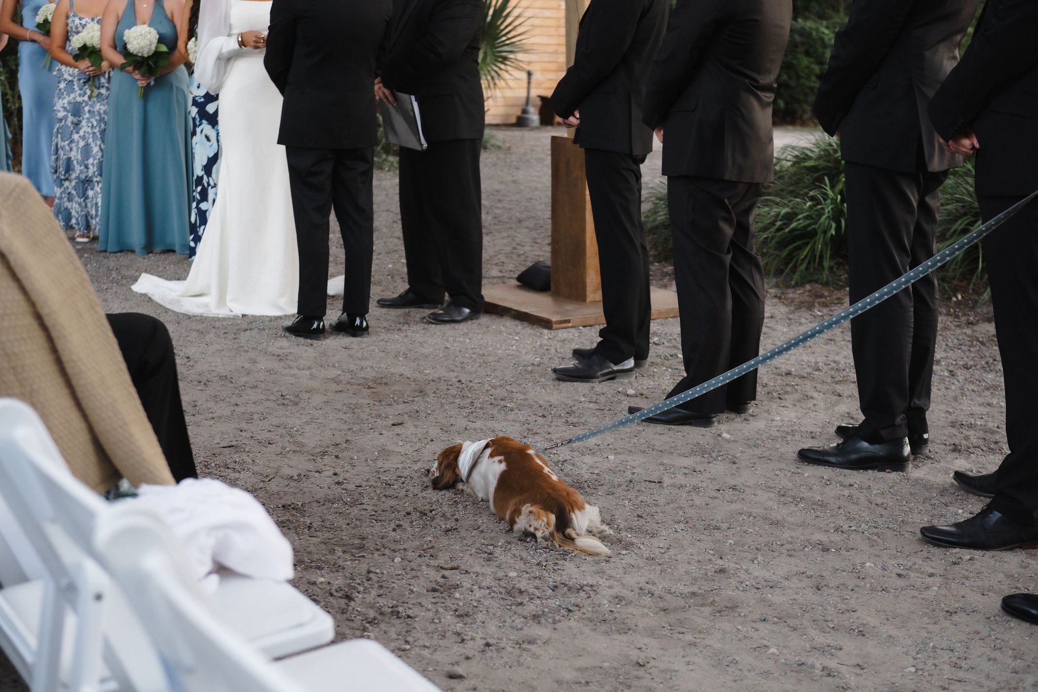 Dog lying on the ground during a wedding ceremony with people standing in formal attire in the background.
