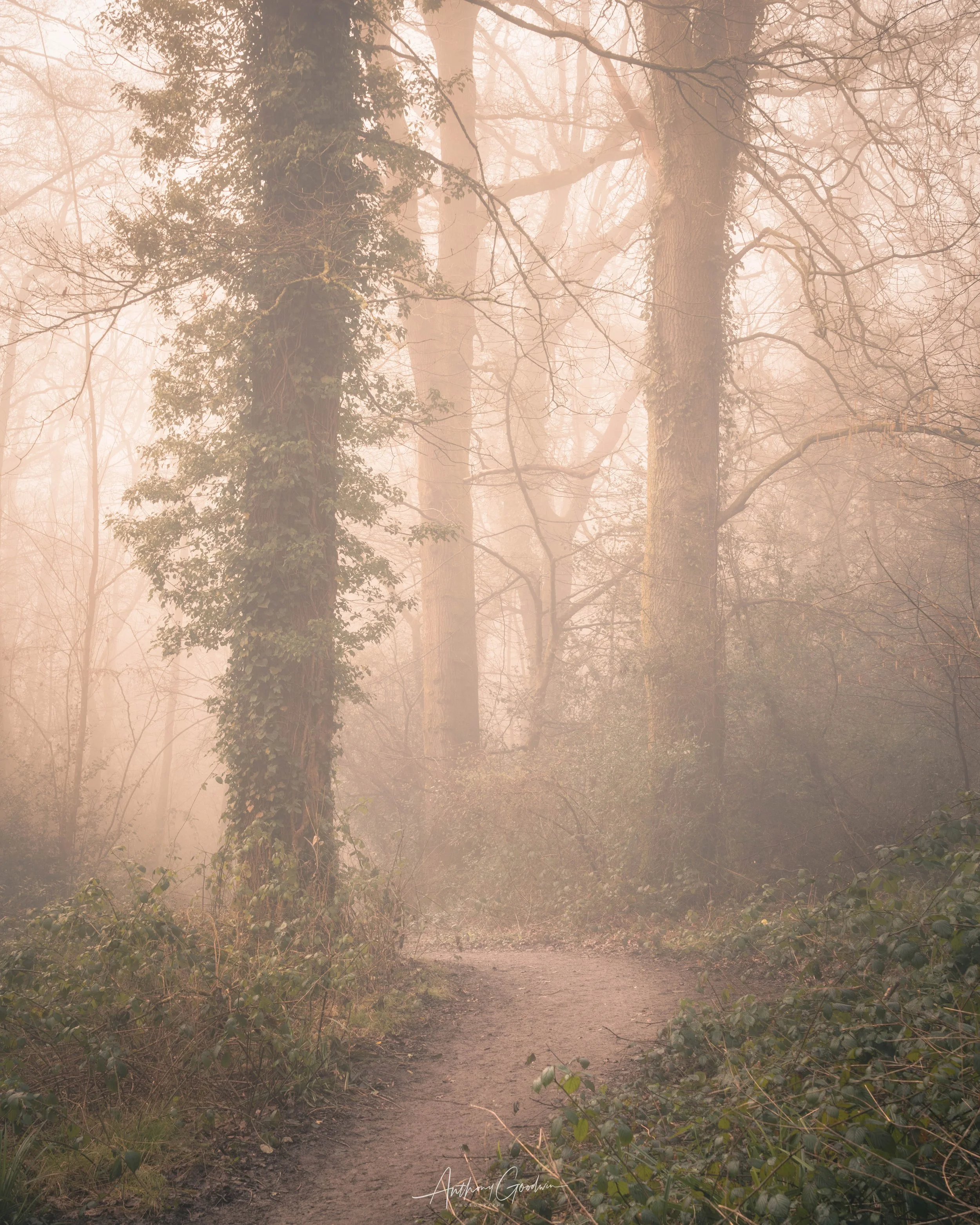 250305Ashenground.jpg