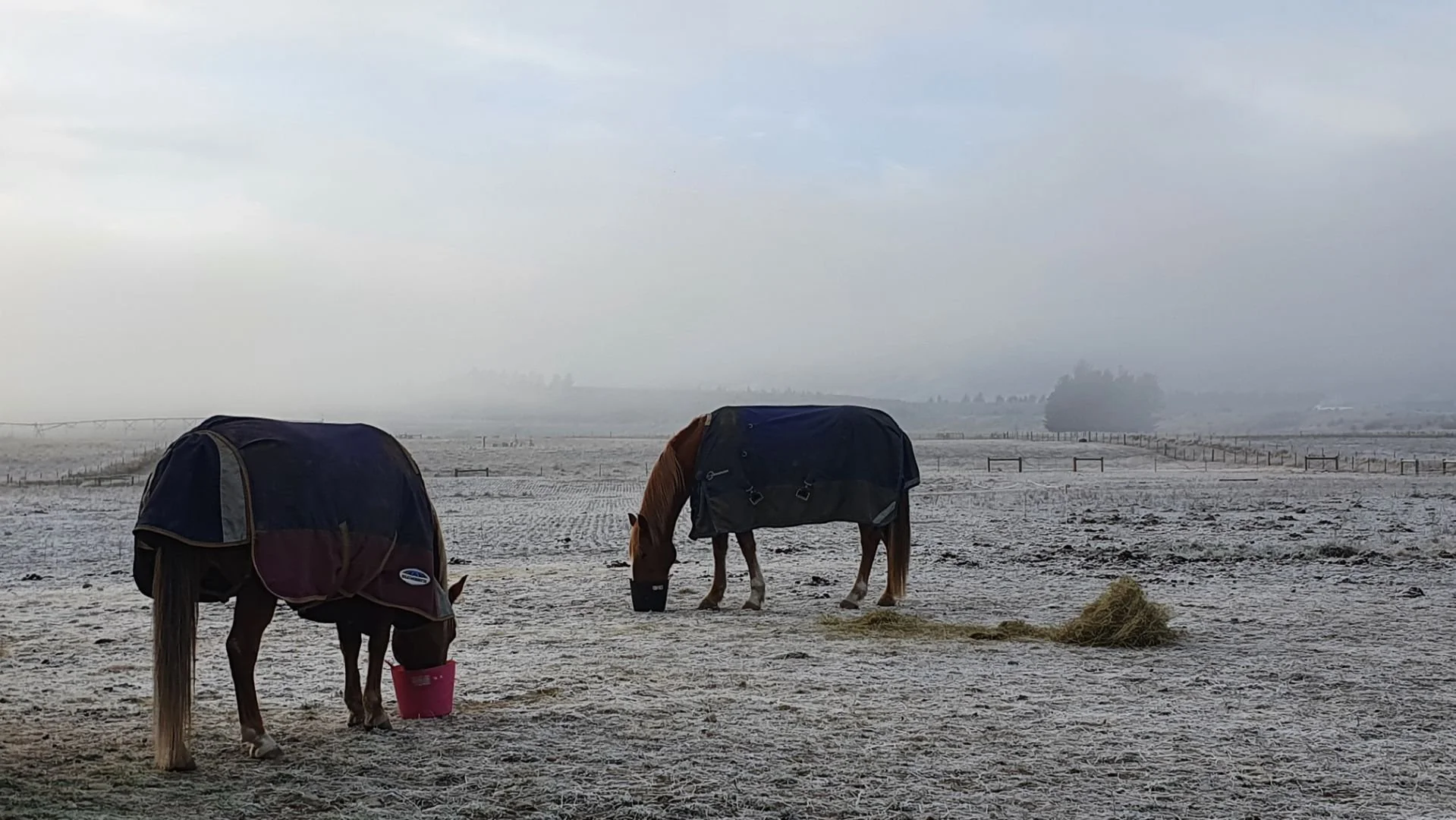 Winter - gardening, food, travel