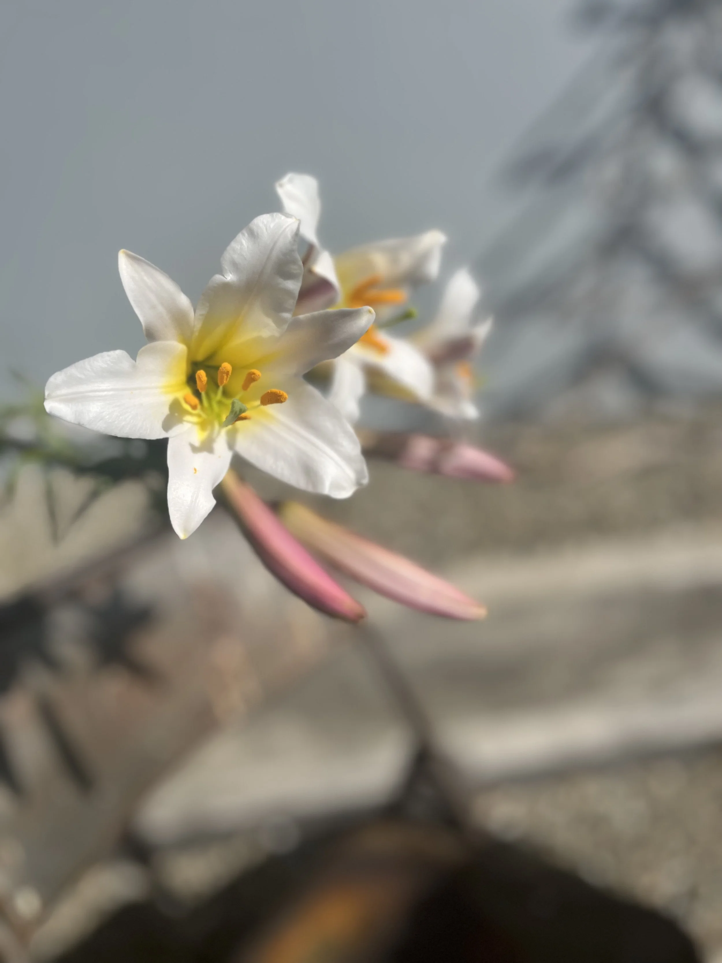 Happy Christmas 2023