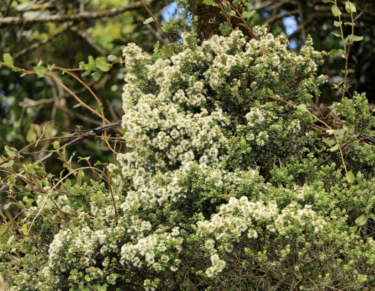 Screenshot 2025-12-22 at 7.39.58 PM.png