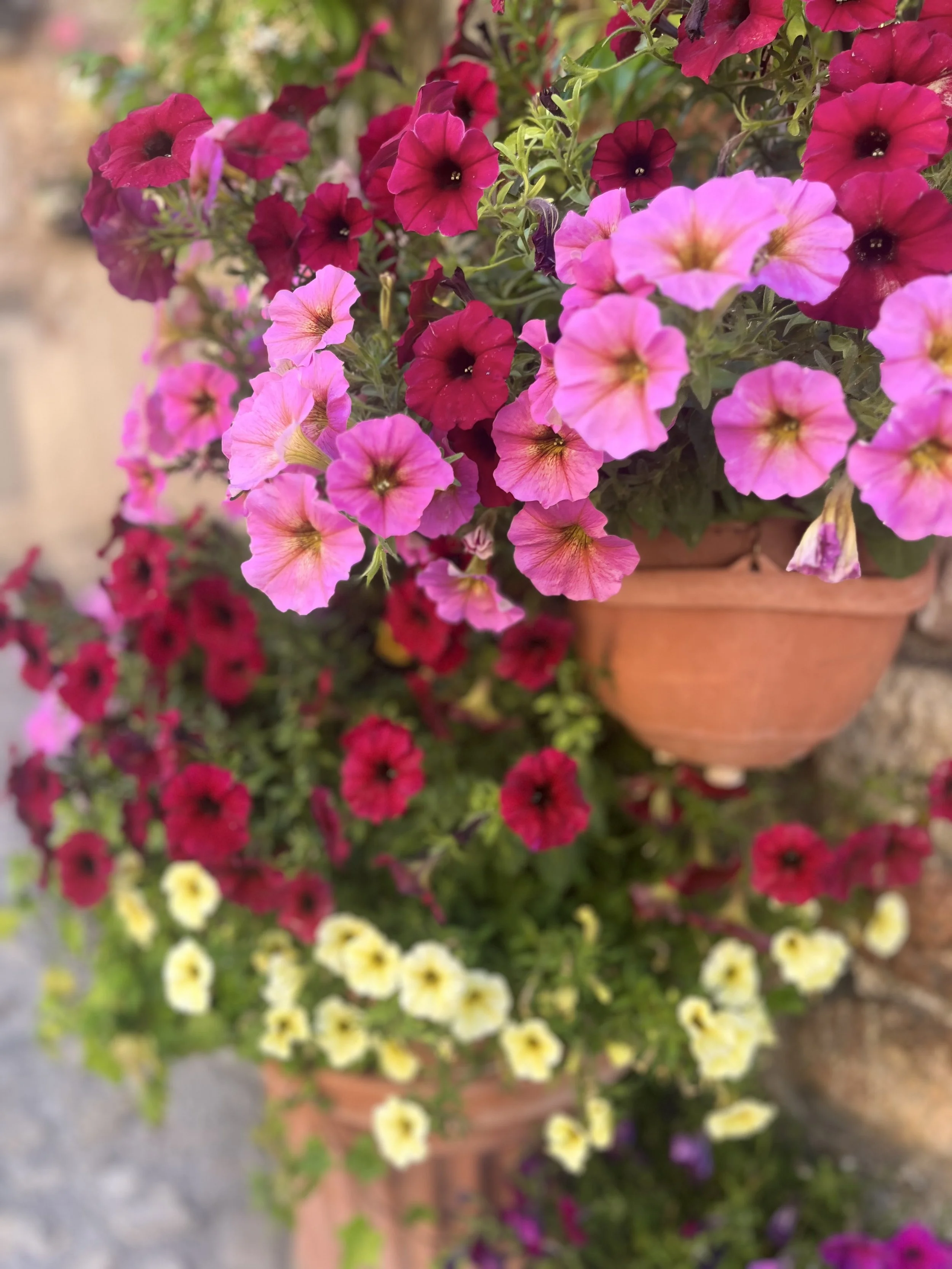 IMG_8626.jpeg
