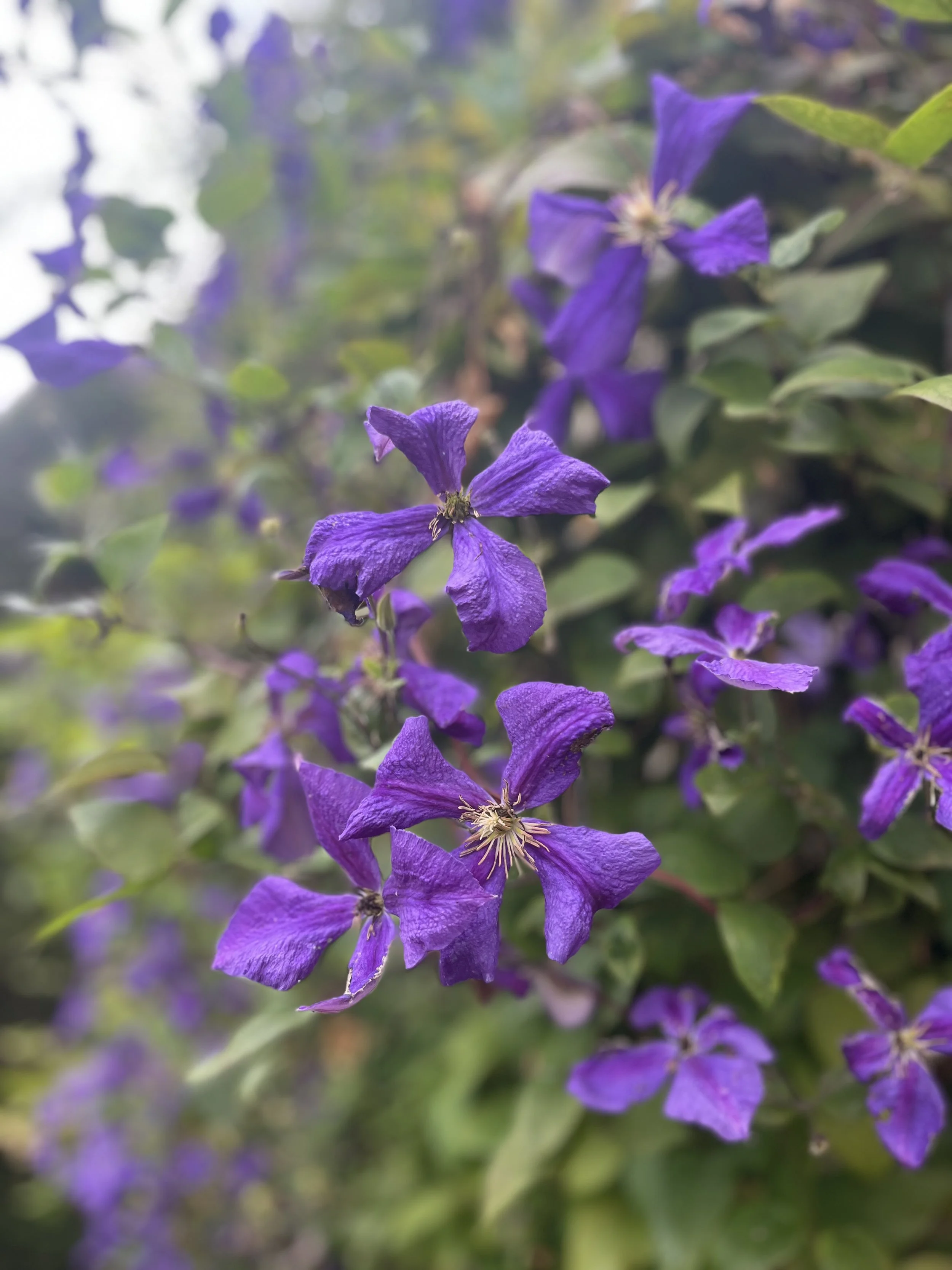 IMG_9715.jpeg