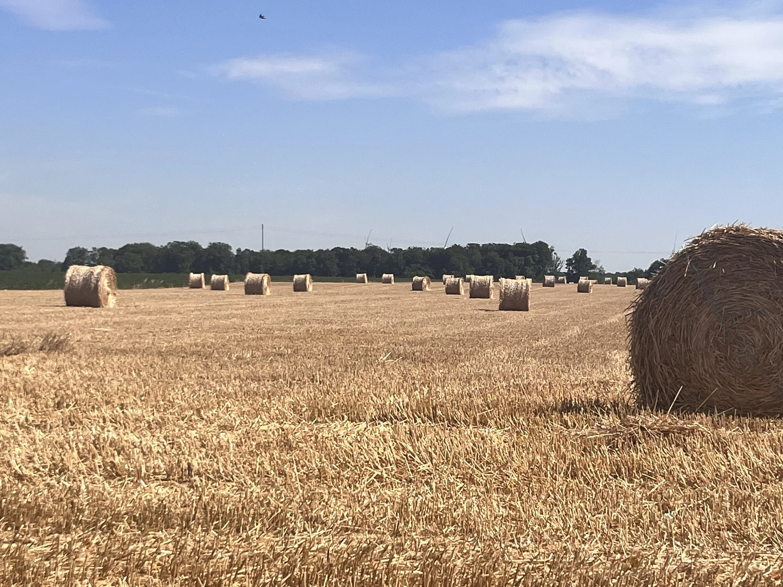 IMG_0438.jpeg