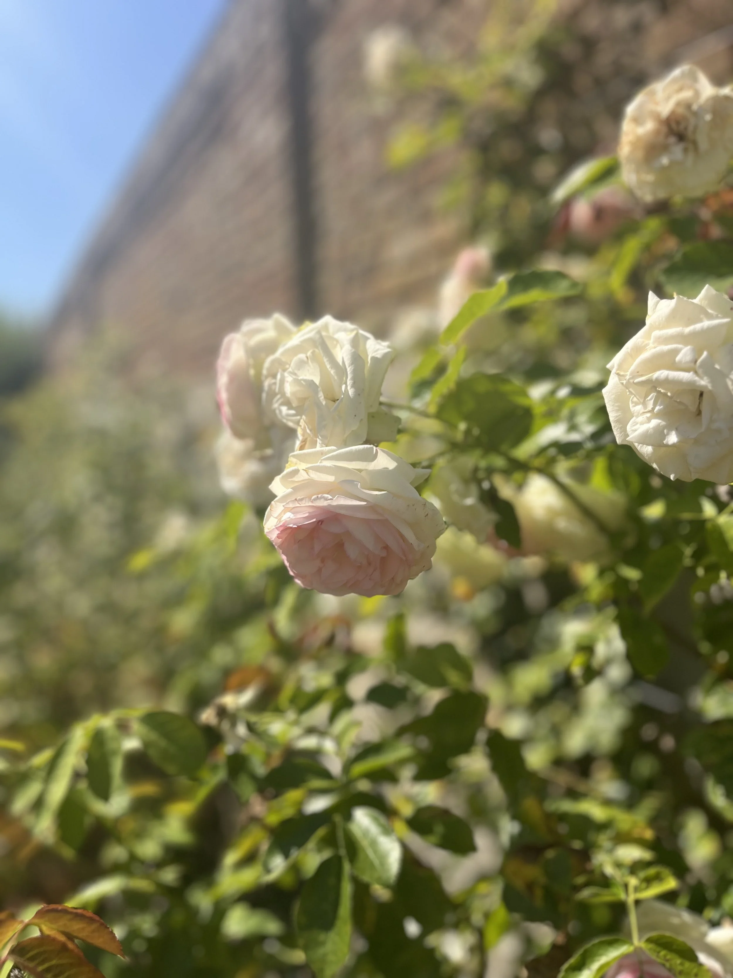 IMG_0448.jpeg