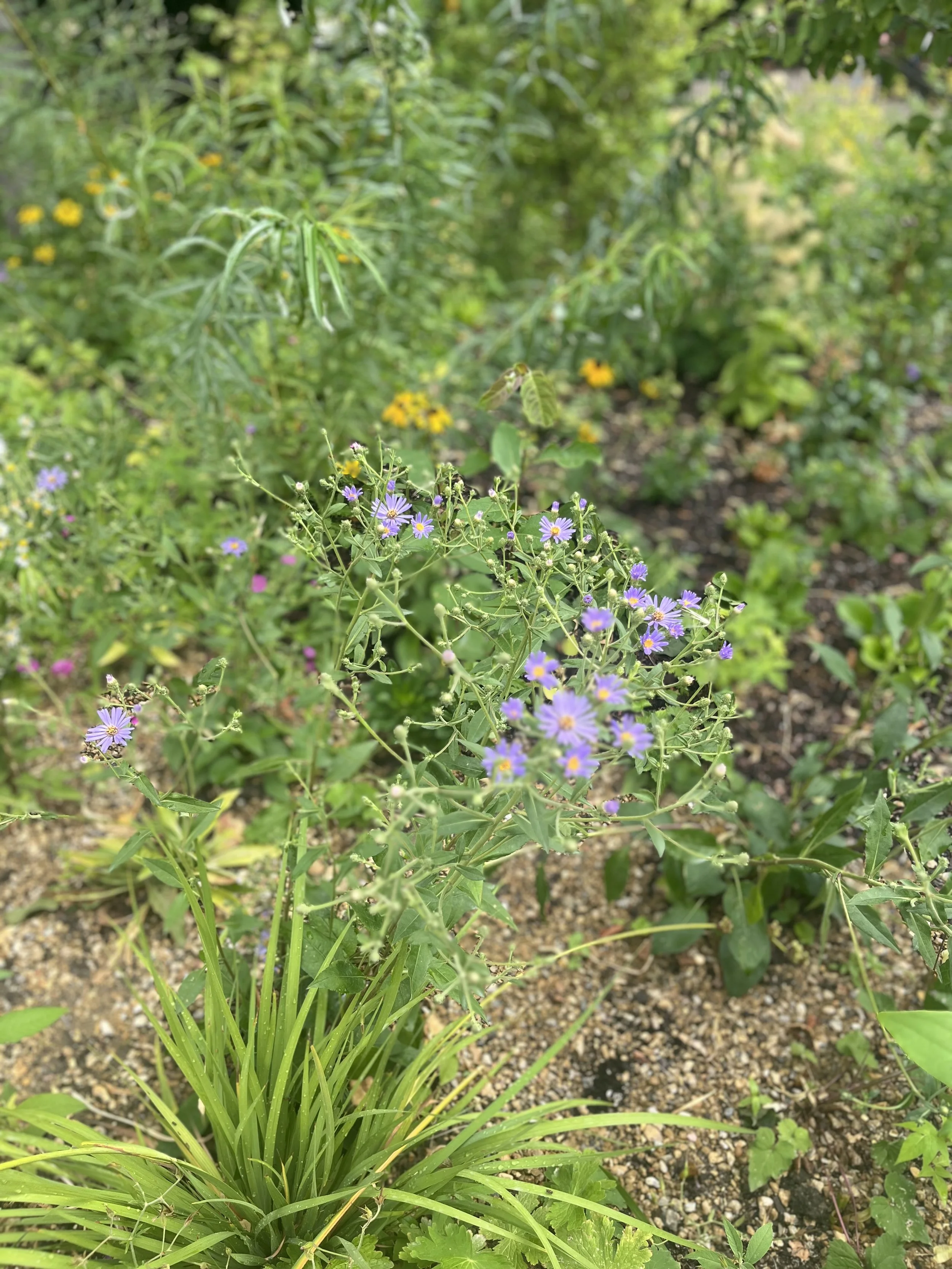 IMG_0642.jpeg