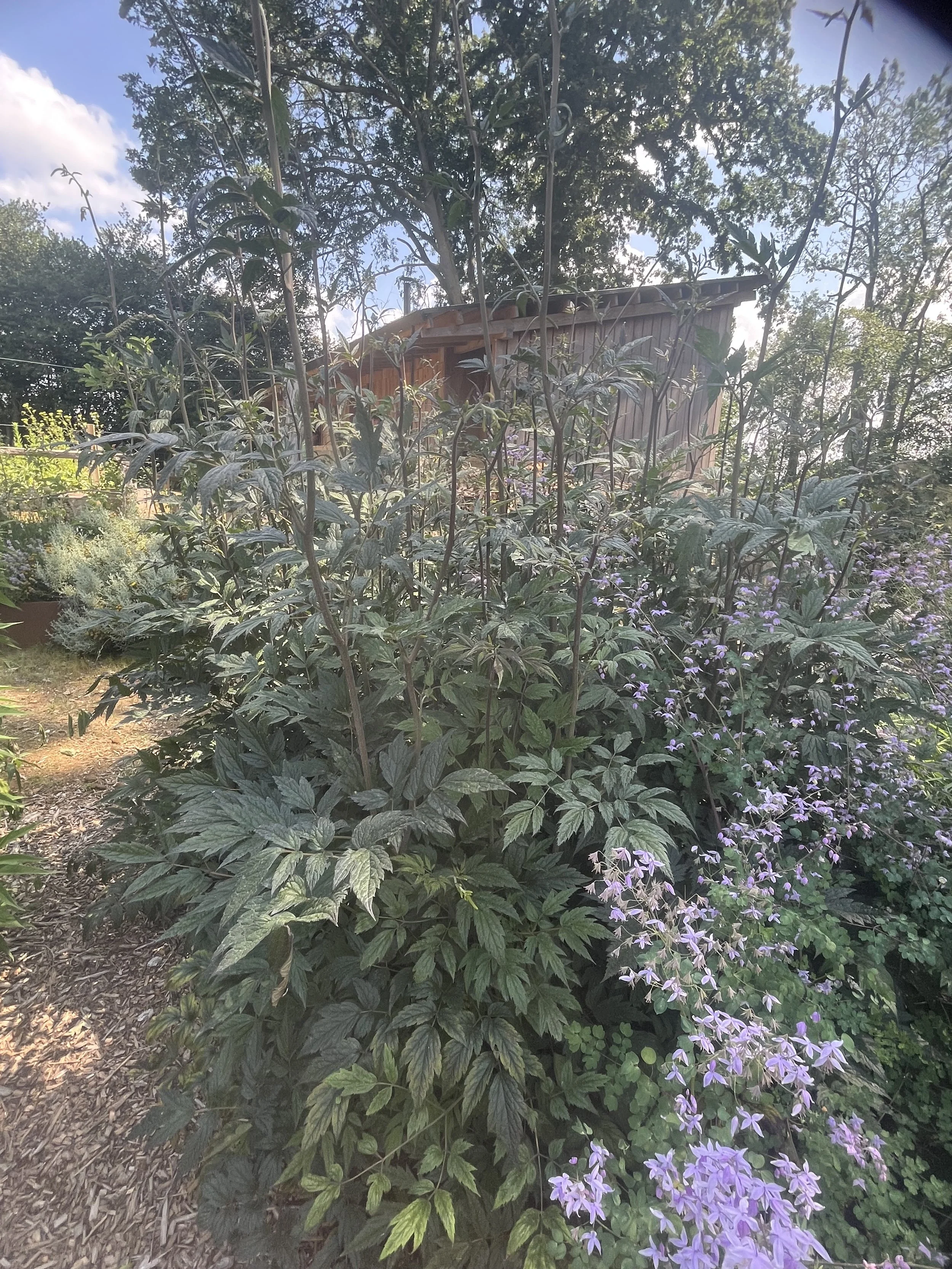 IMG_0750.jpeg