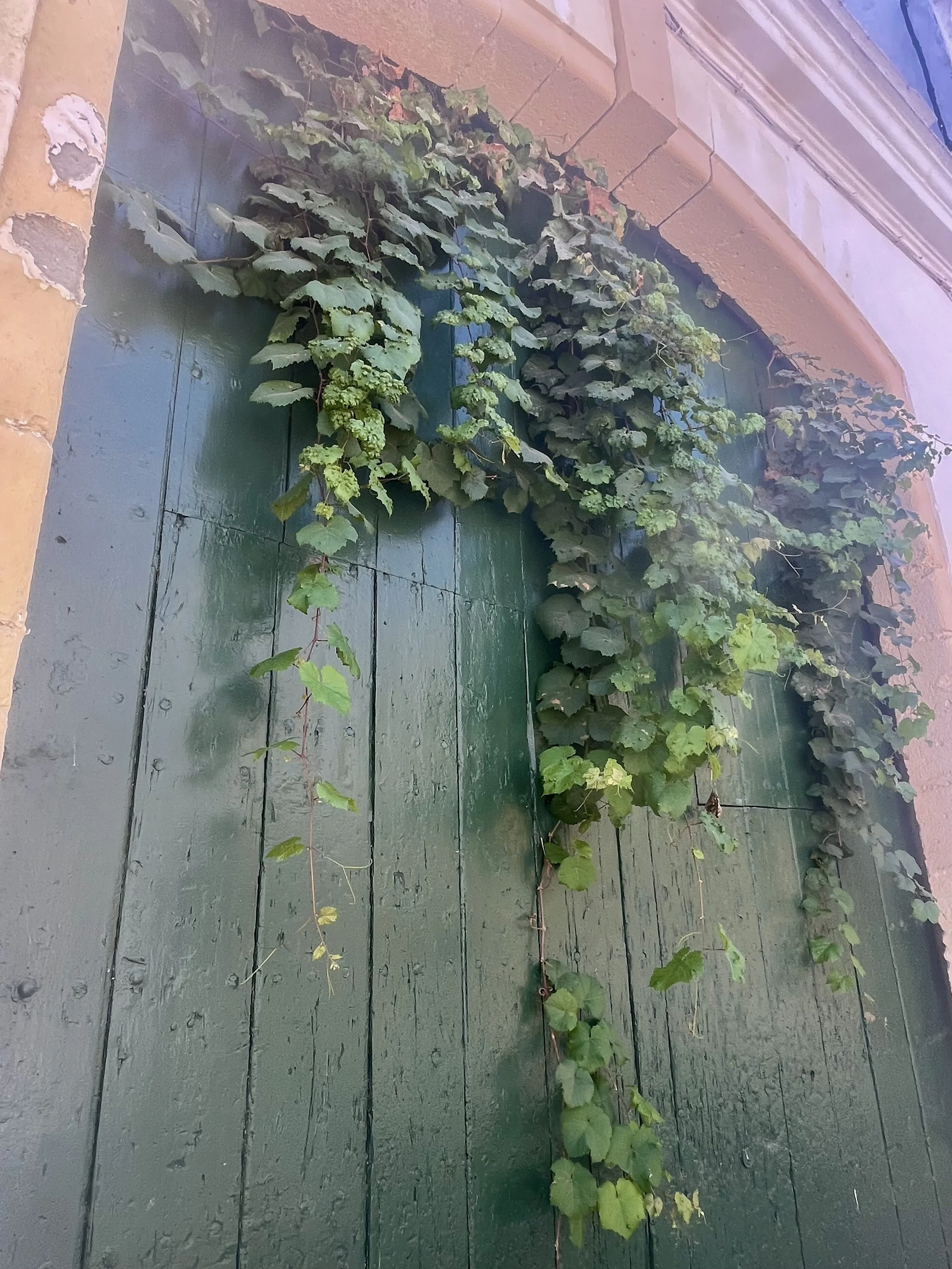 IMG_1825.jpeg