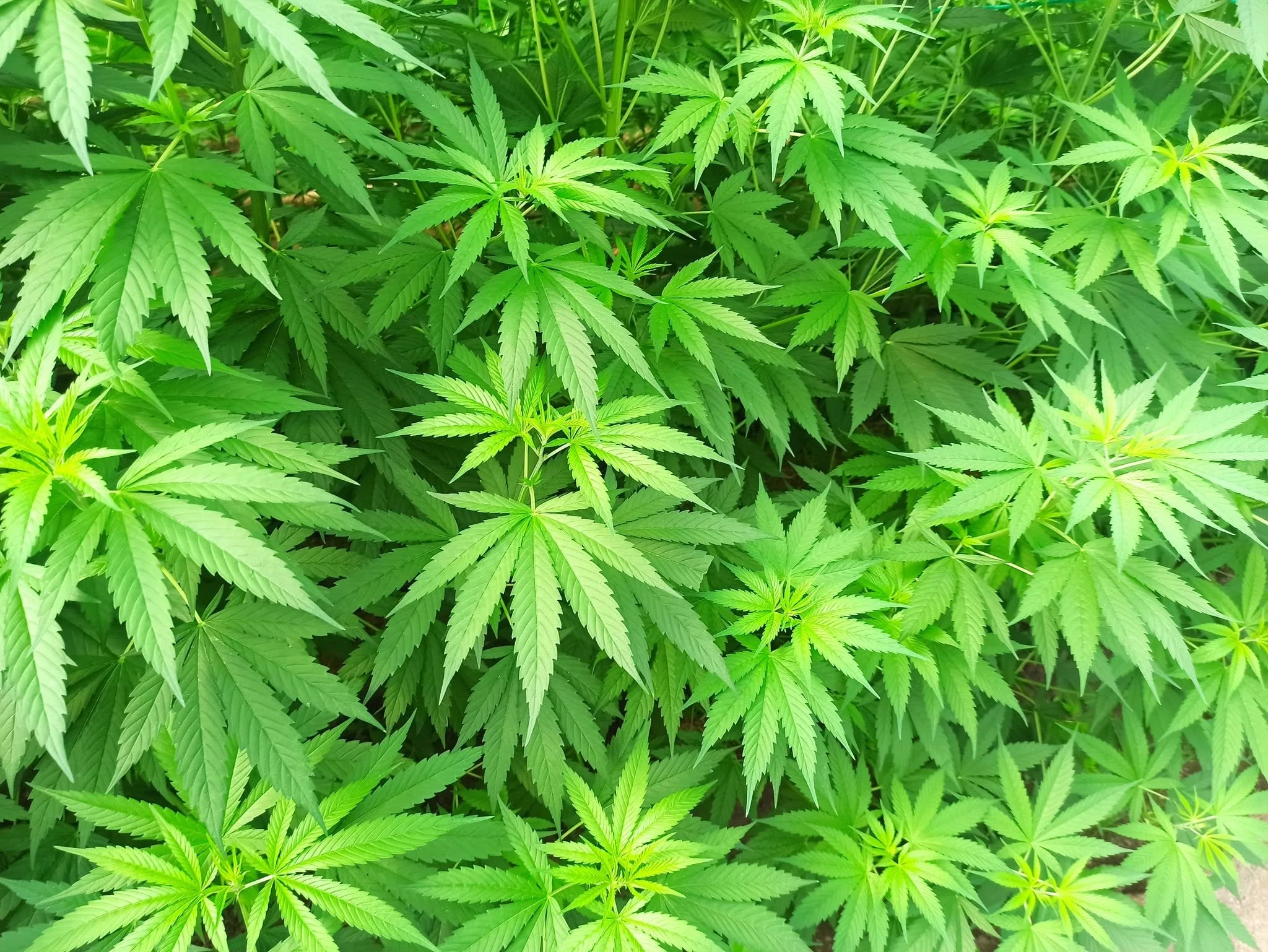 TIENDA AGRICOLA