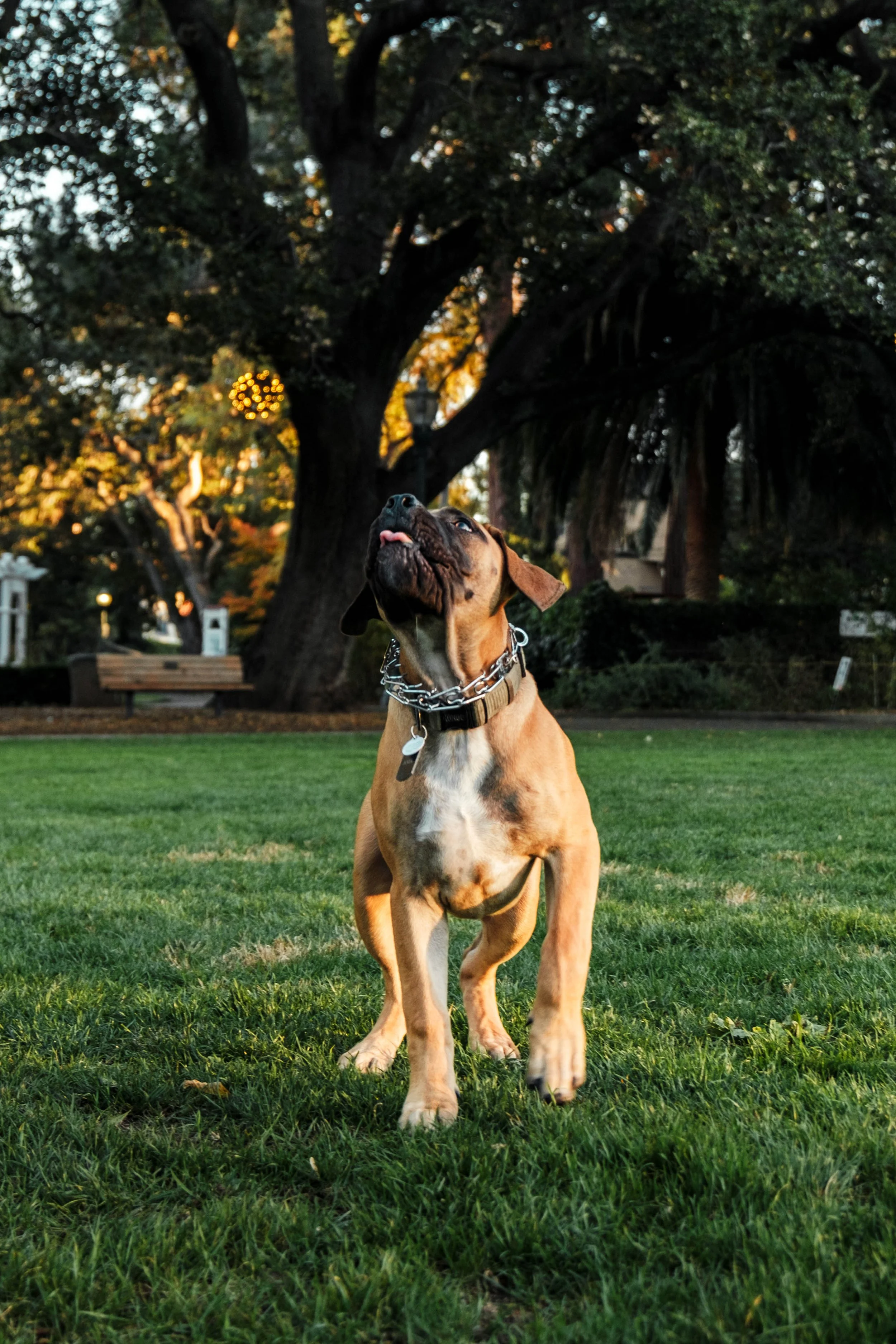 A playful brown and black dog standing on green grass in a park, with trees and benches in the background during sunset.