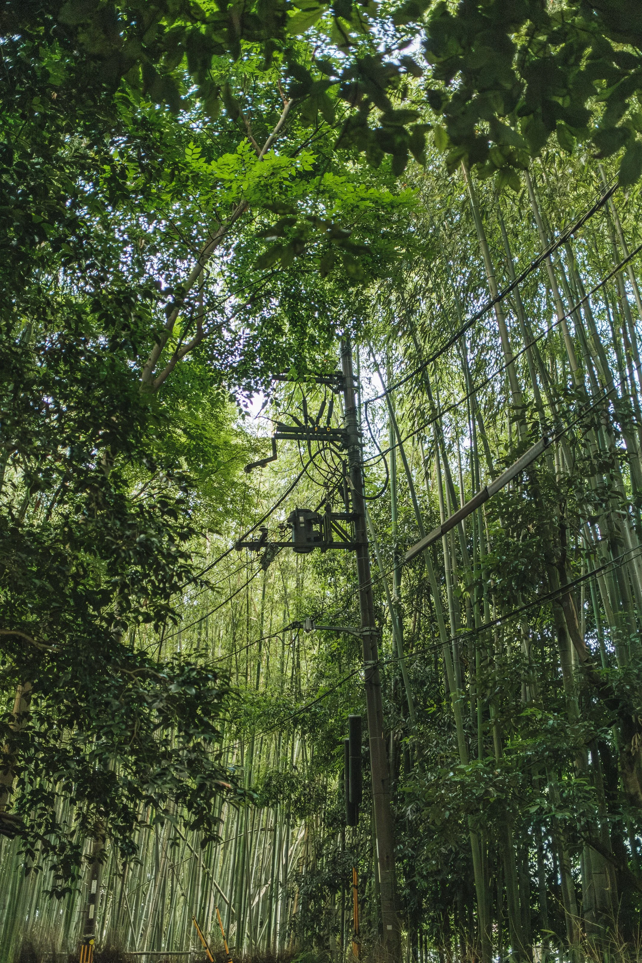 Tall trees and bamboo with electrical poles and wires in a lush green forest.