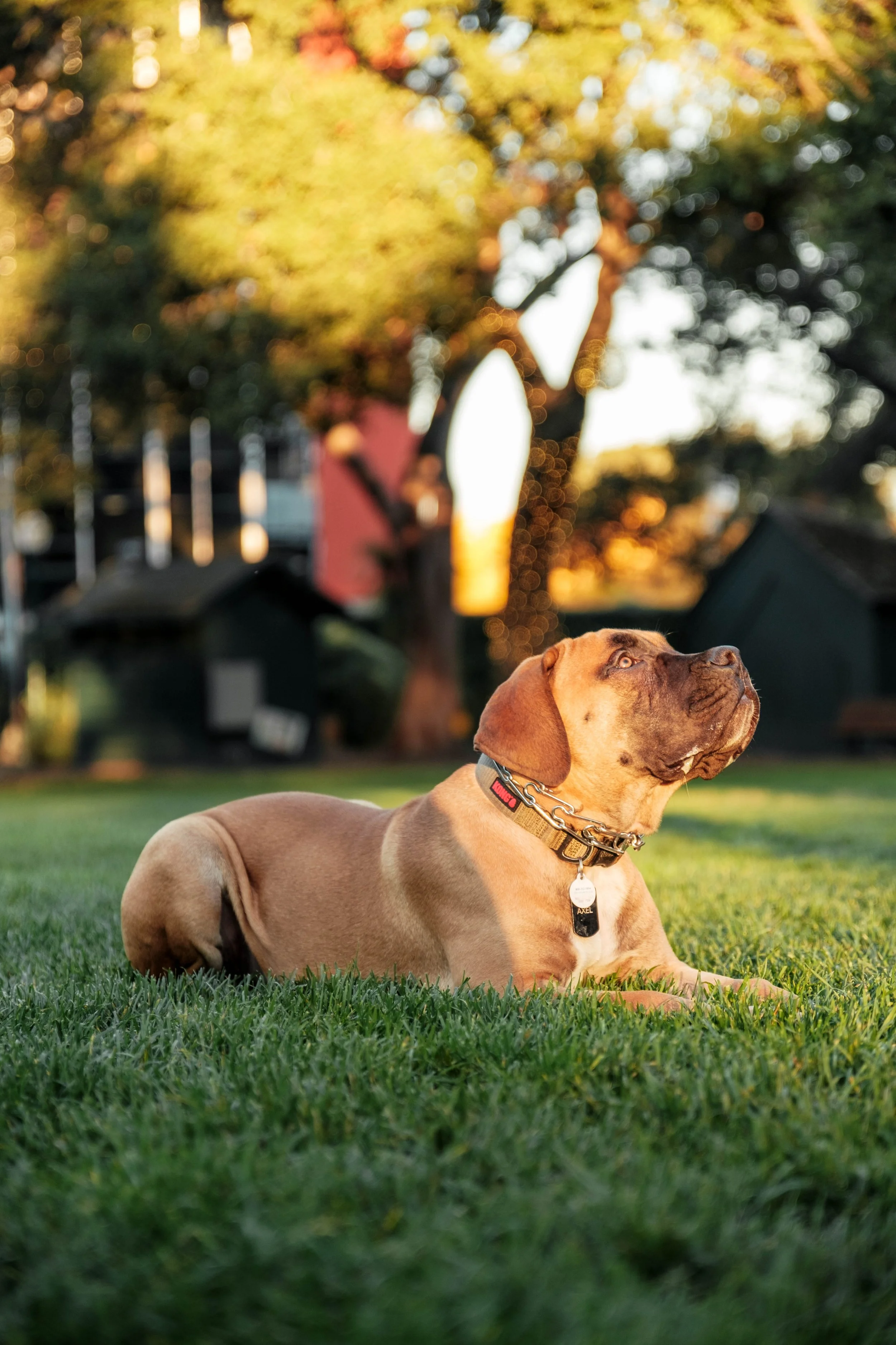 A brown dog lying on green grass with a backyard, trees, and blurred houses in the background during sunset.
