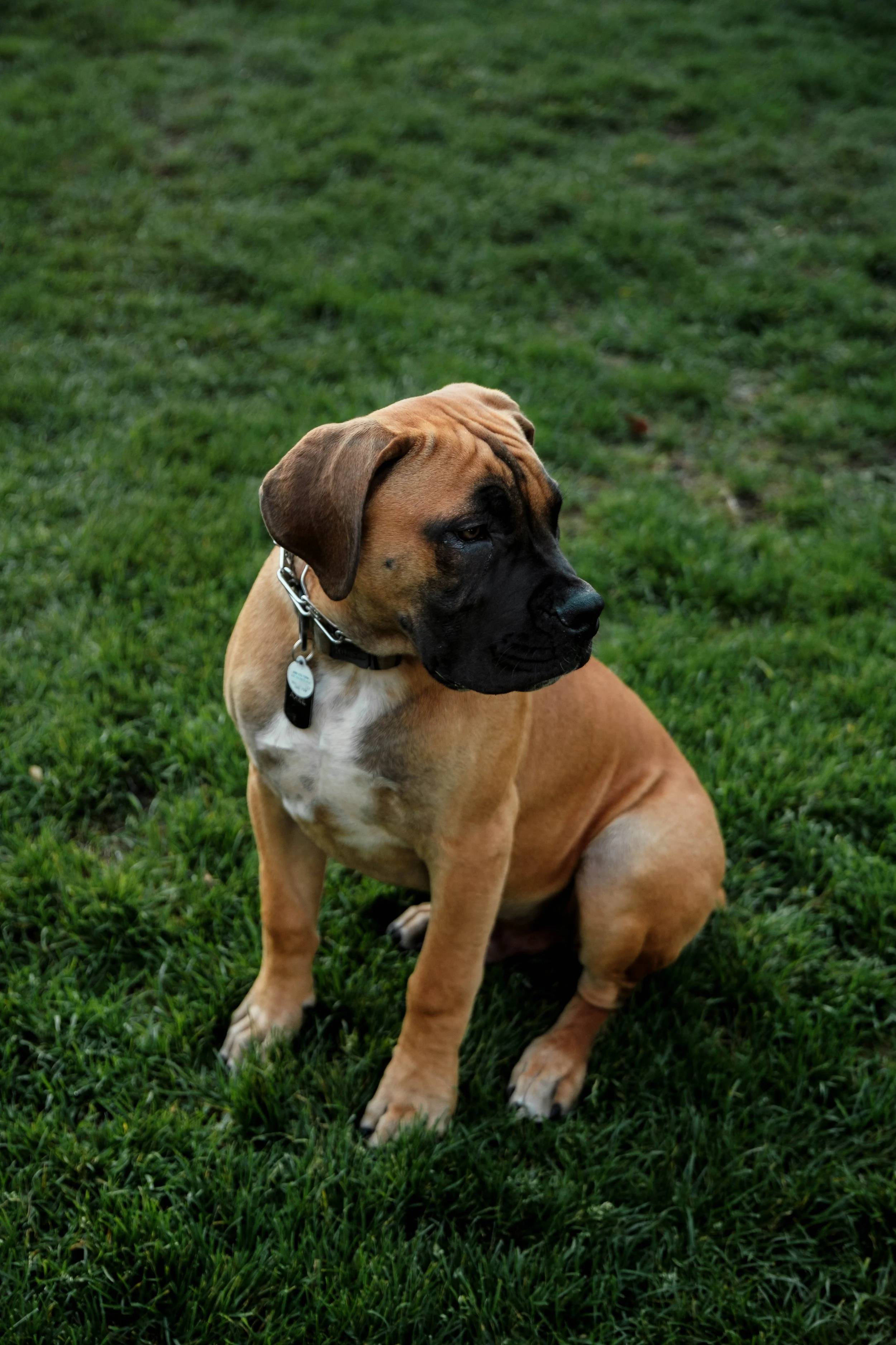 A young brown and black mastiff puppy sitting on green grass, looking to the side, wearing a collar with tags.