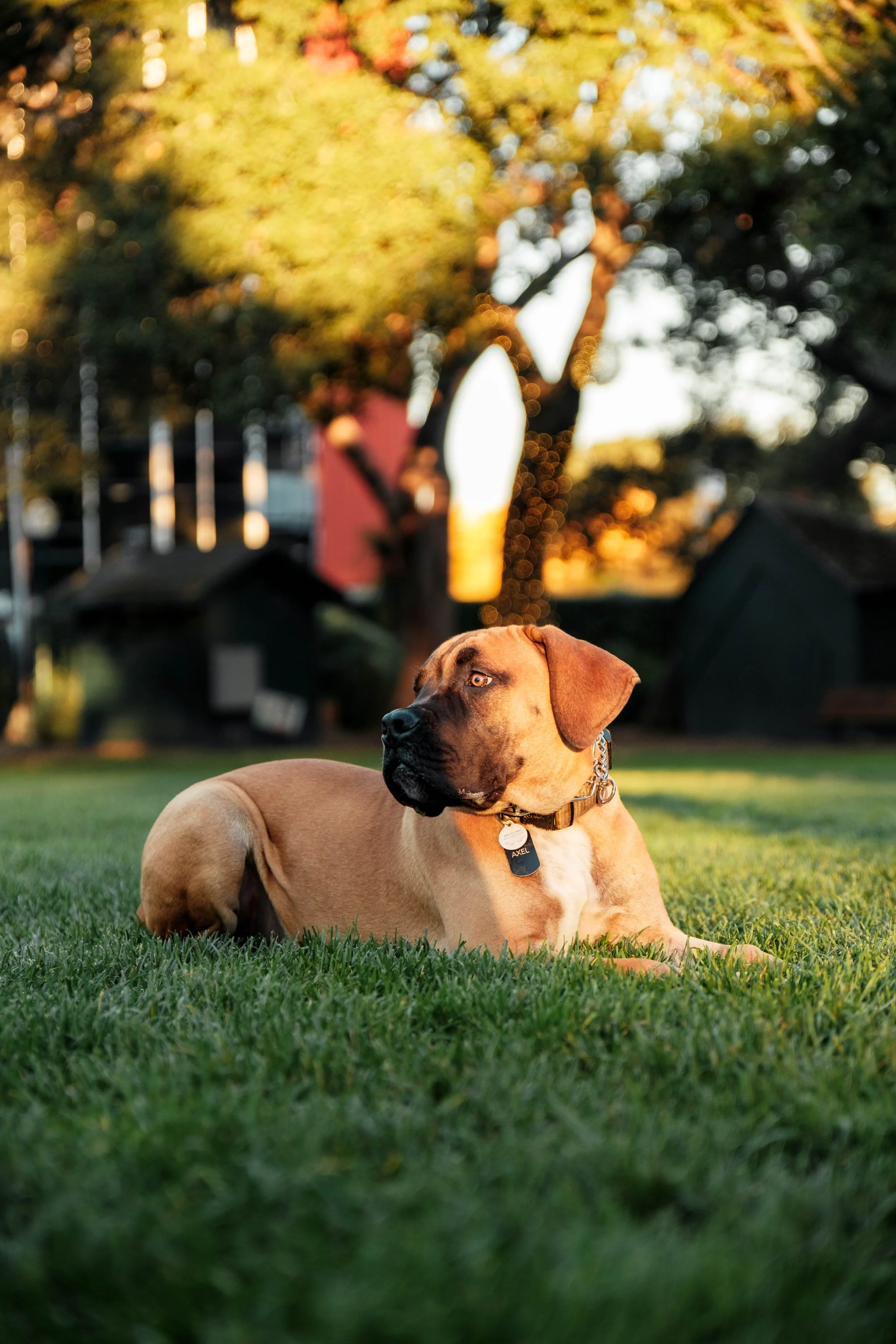 A tan and black dog lying on green grass in a park during sunset, with a tree and playground structures blurred in the background.