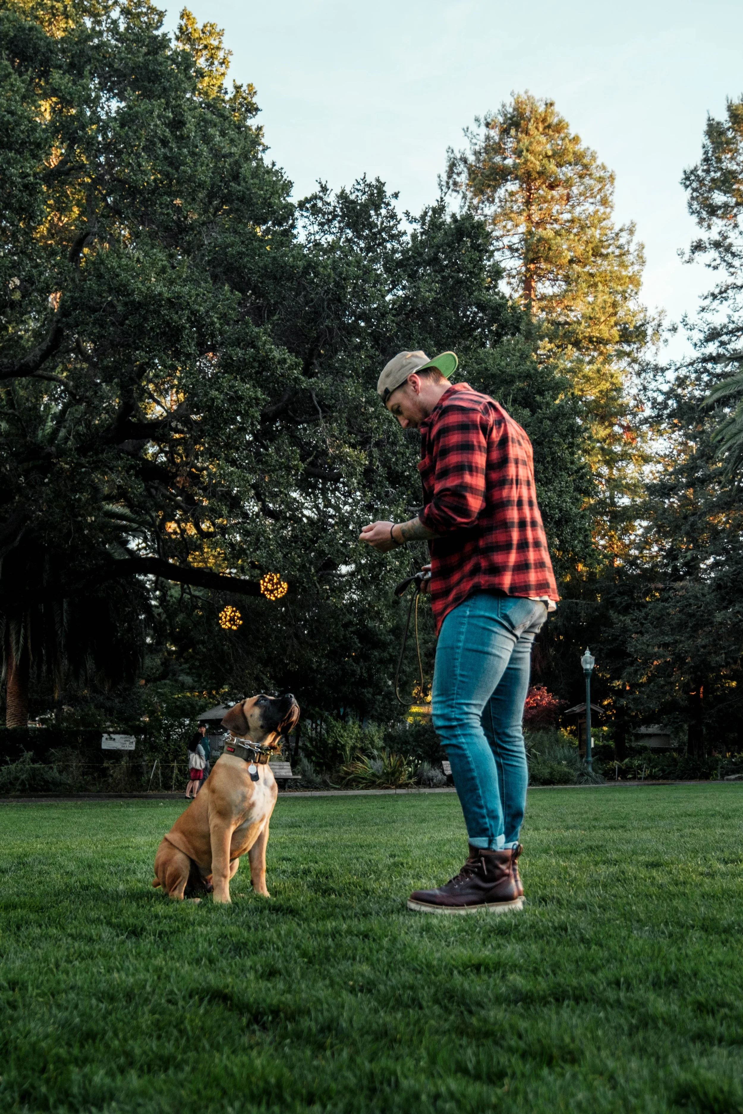 A man in a red plaid shirt, jeans, and brown boots is standing on grass, looking at his phone. A brown and white dog is sitting in front of him, looking up at him, in a park with trees and a lamppost in the background.