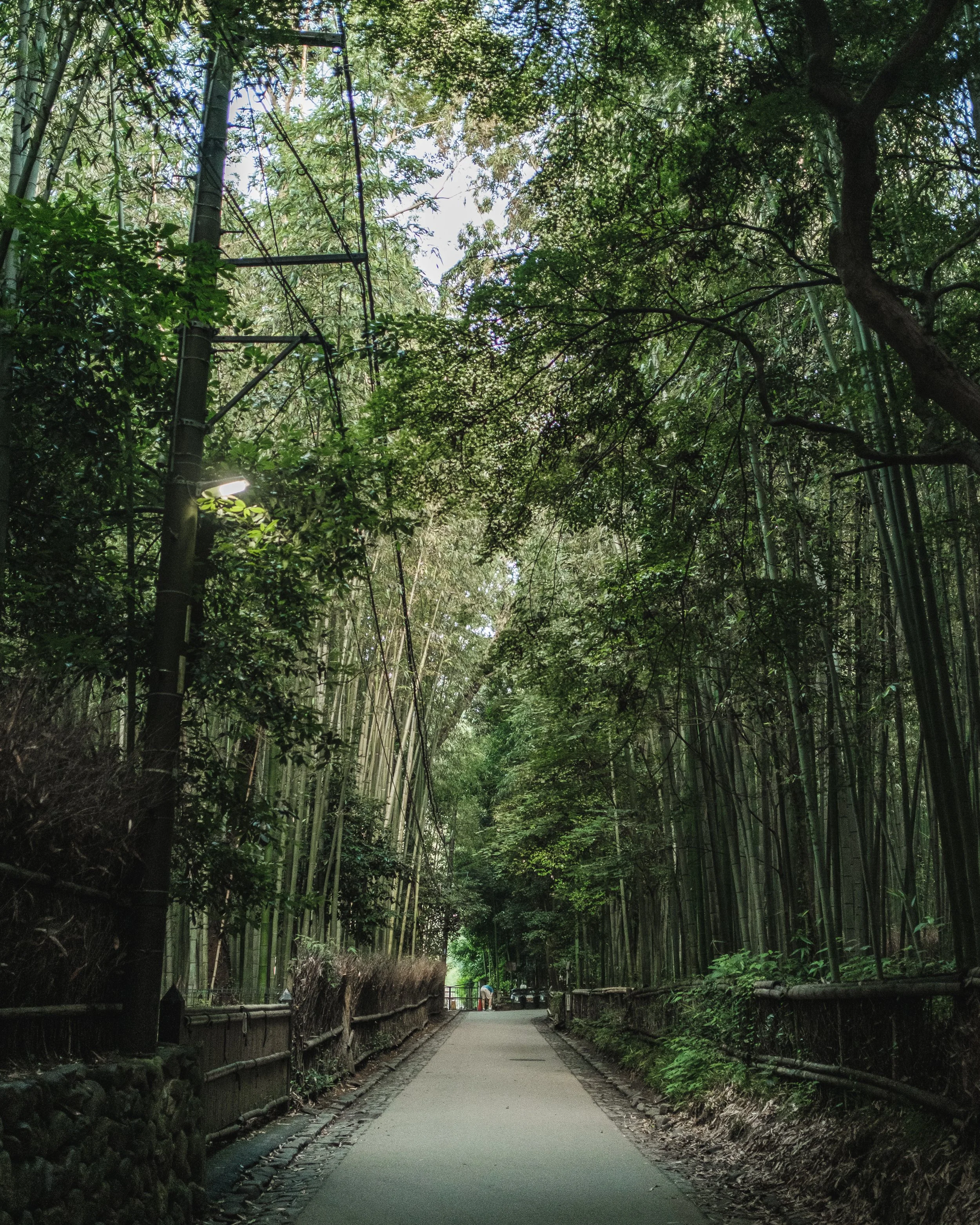 A peaceful pathway through a dense bamboo forest with tall green bamboo stalks and leafy trees. A small group of people can be seen in the distance near a wooden fence.
